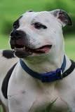 Gretel, a Adoptable mixed breed in Columbia, TN image 5/6