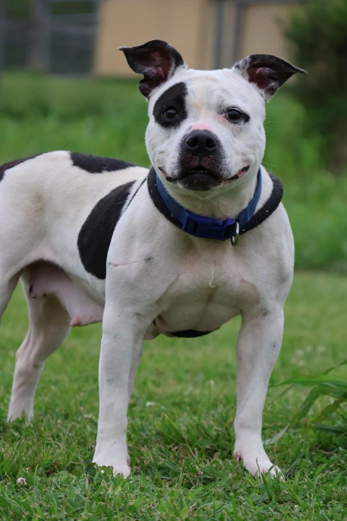 Gretel, a Adoptable mixed breed in Columbia, TN image 6/6