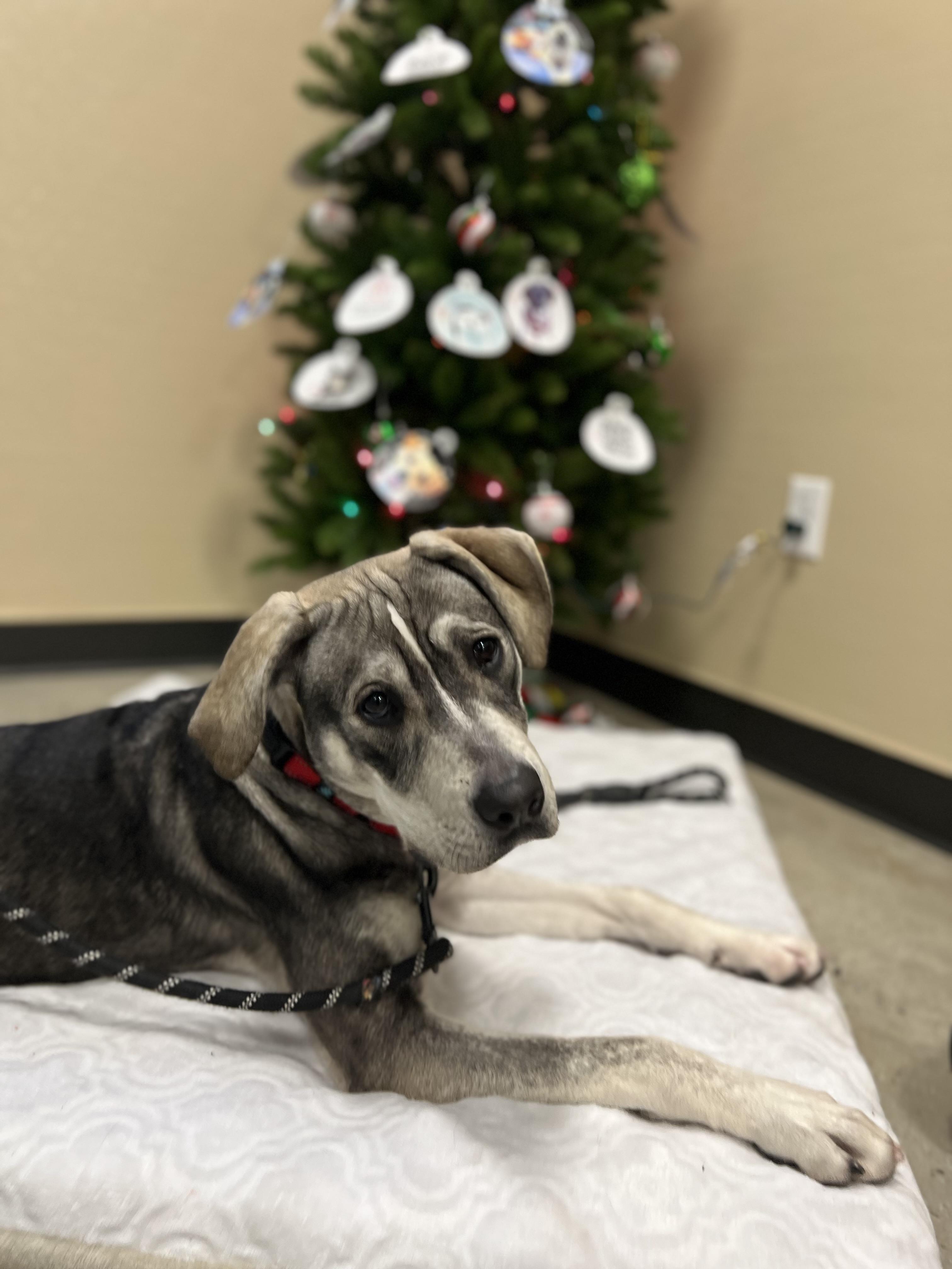 Enlarge Bonnie, a Adoptable mixed breed in New Rochelle, NY image 1/6