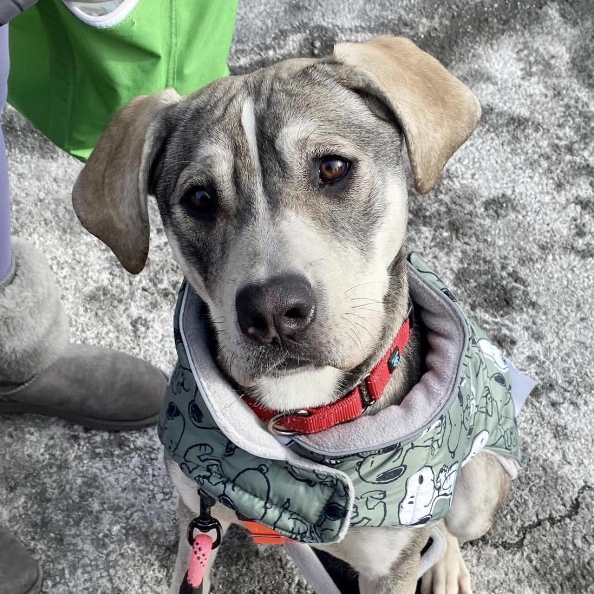 Bonnie, Adoptable, Young Female Pit Bull Terrier.