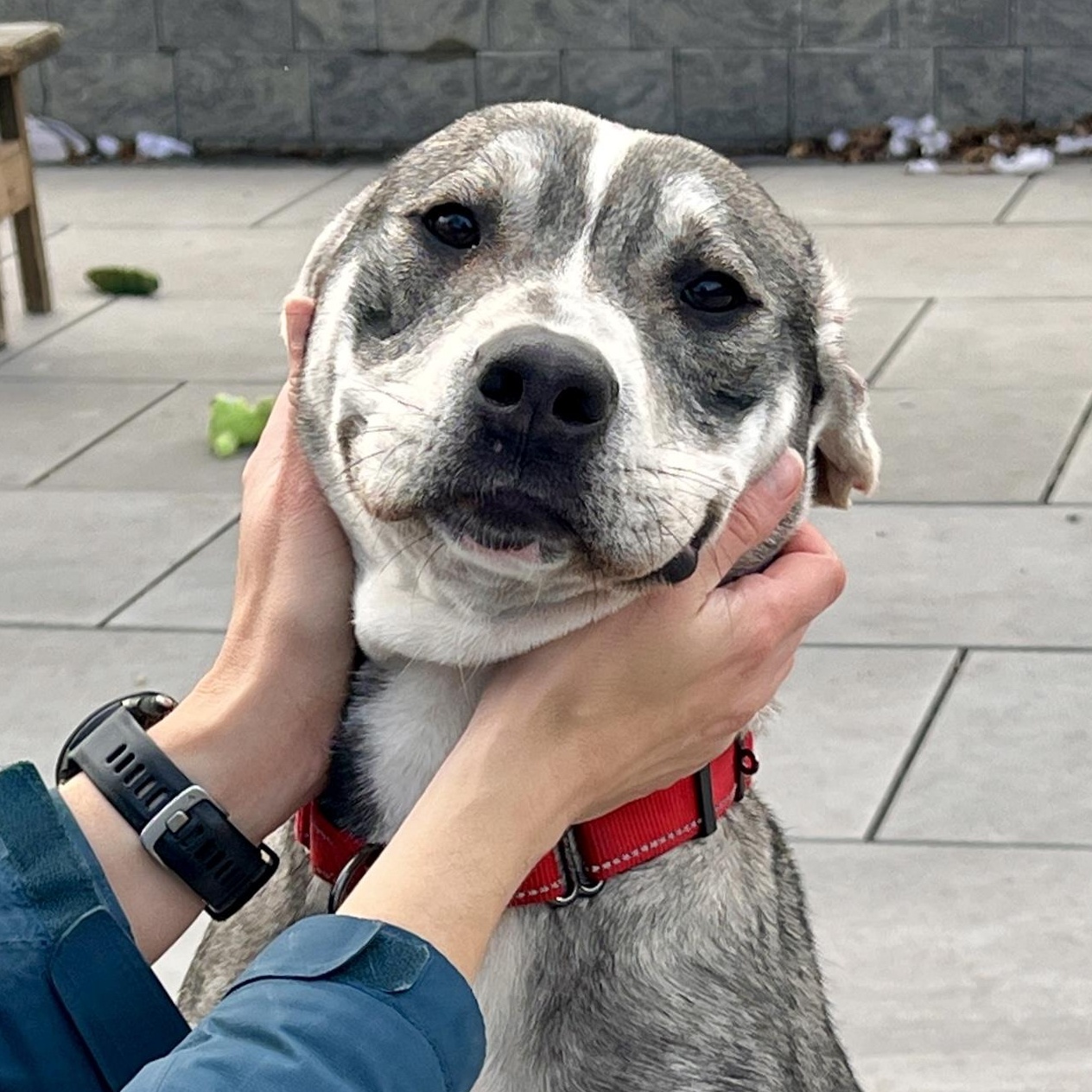 Bonnie, Adoptable, Young Female Pit Bull Terrier.