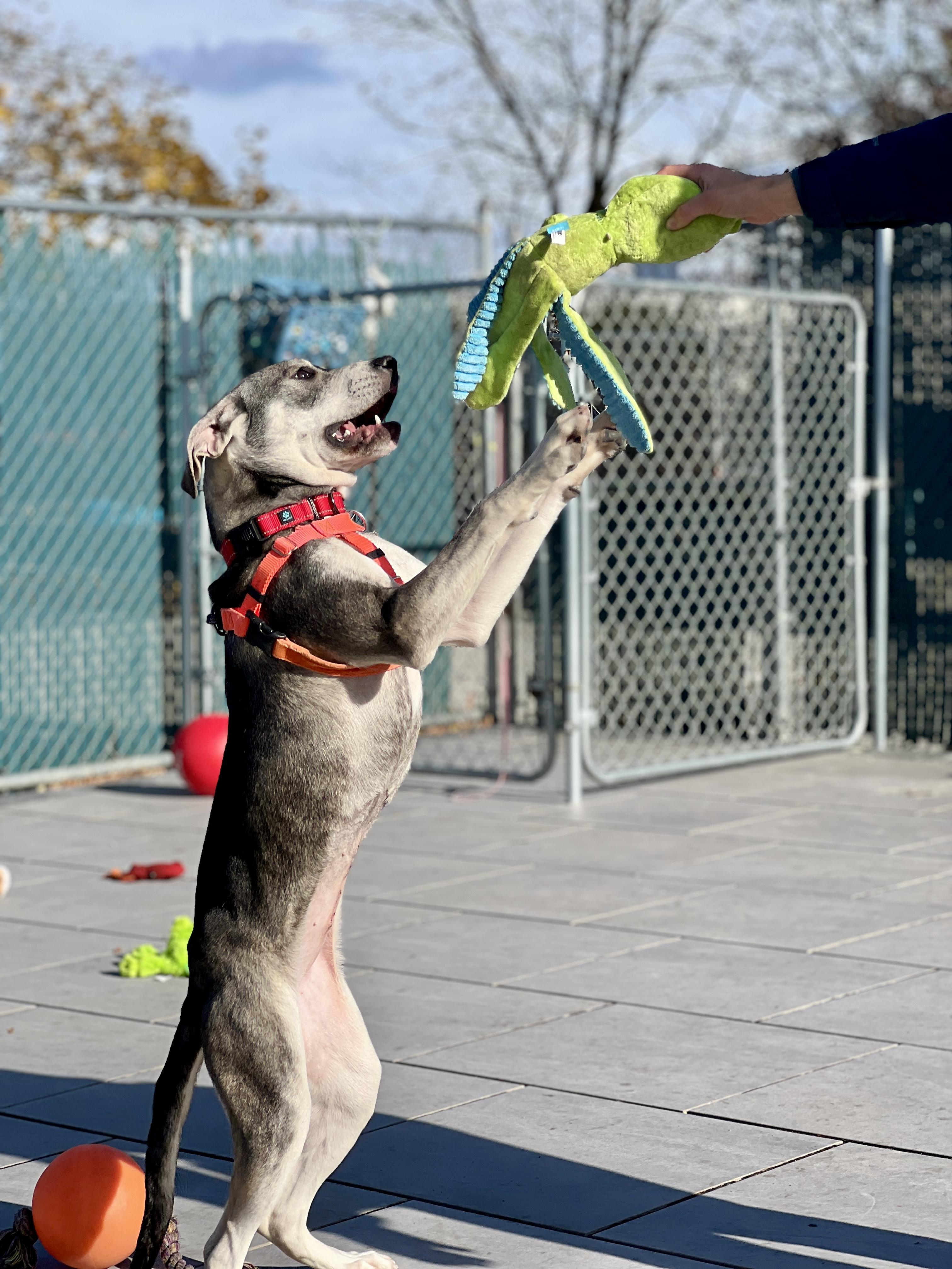 Enlarge Bonnie, a Adoptable mixed breed in New Rochelle, NY image 2/6