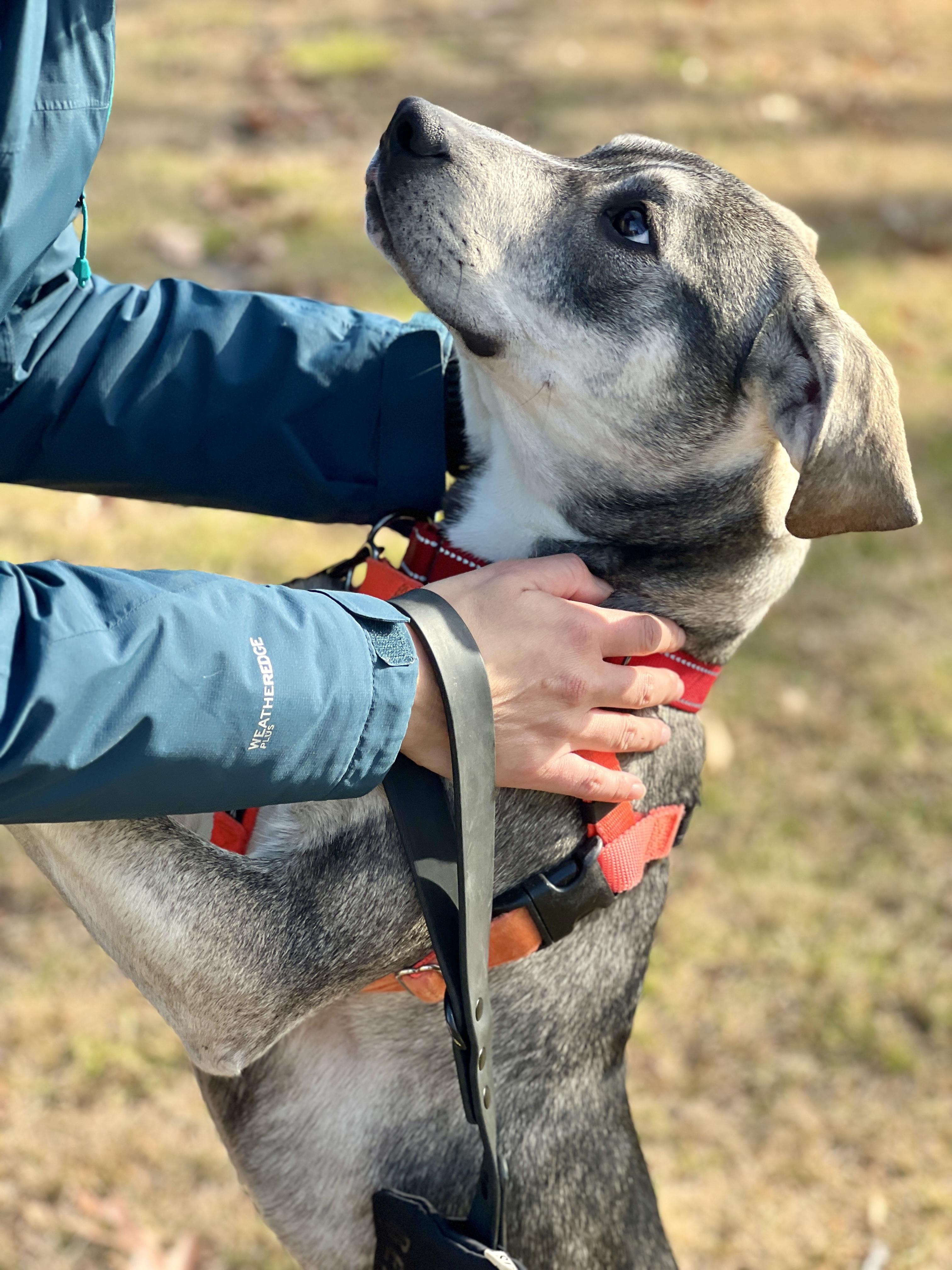 Enlarge Bonnie, a Adoptable mixed breed in New Rochelle, NY image 6/6