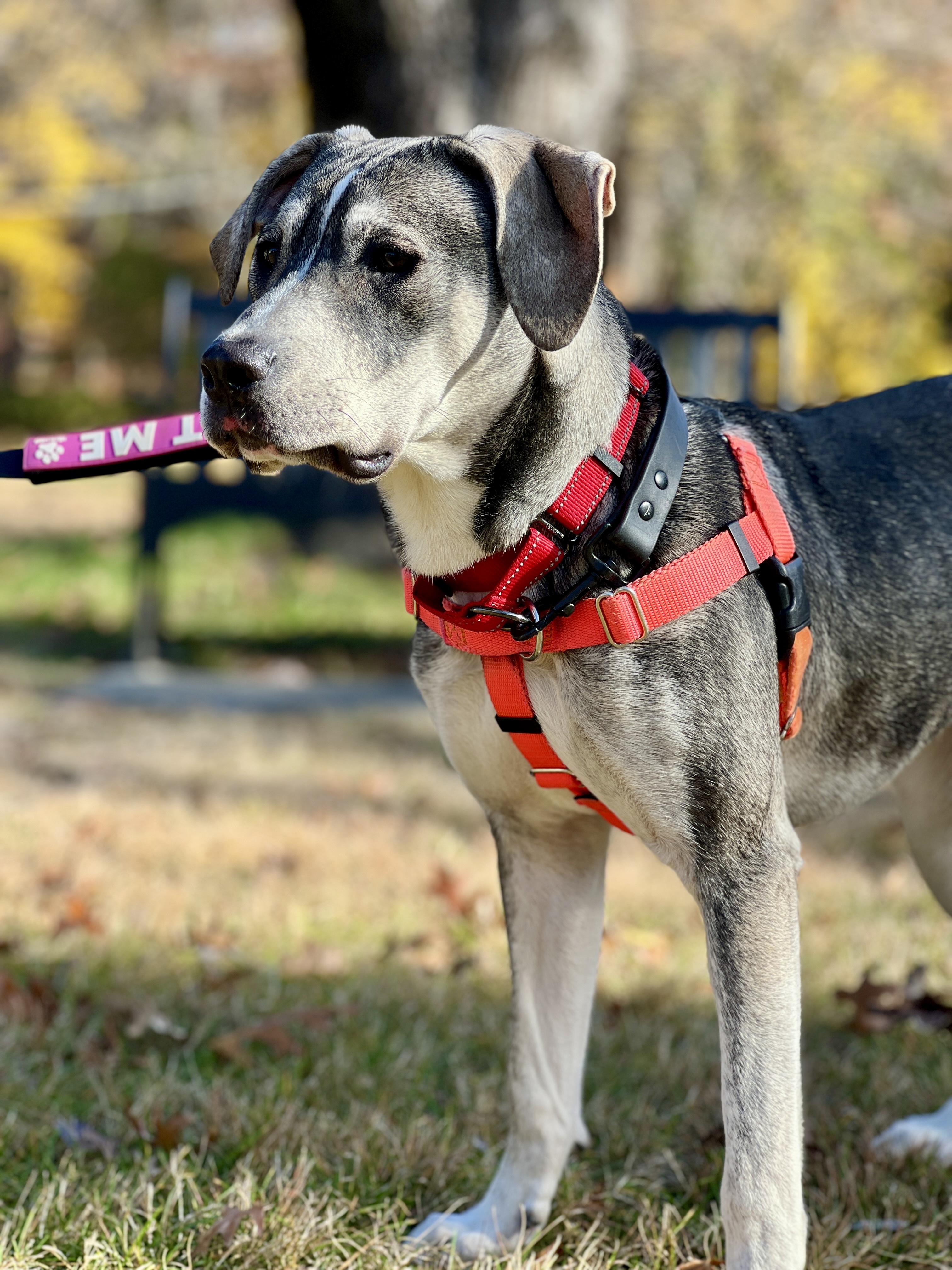 Enlarge Bonnie, a Adoptable mixed breed in New Rochelle, NY image 4/6