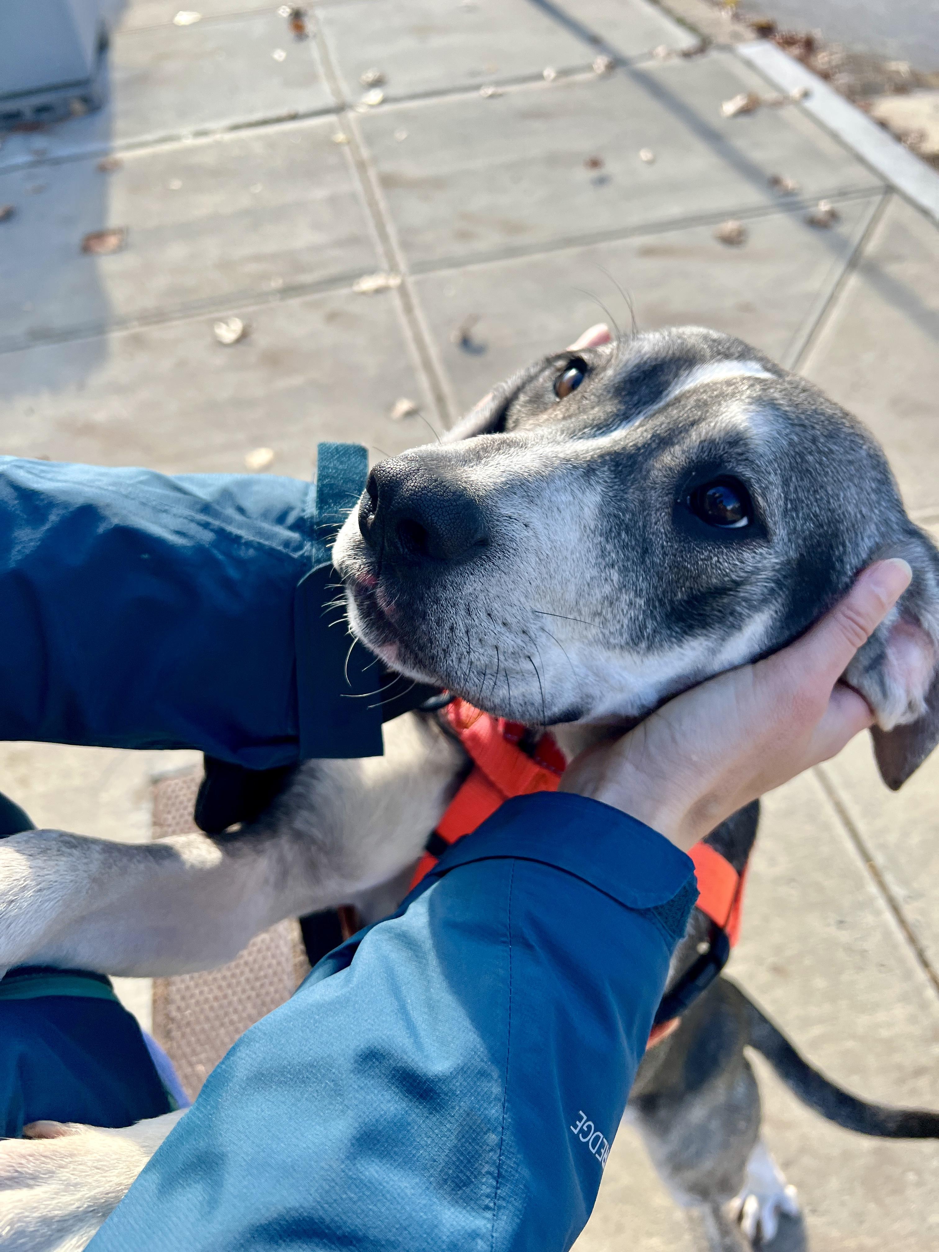 Enlarge Bonnie, a Adoptable mixed breed in New Rochelle, NY image 5/6