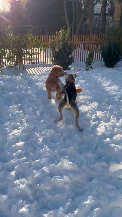 Enlarge Bonnie, a Adoptable mixed breed in New Rochelle, NY video 5/5