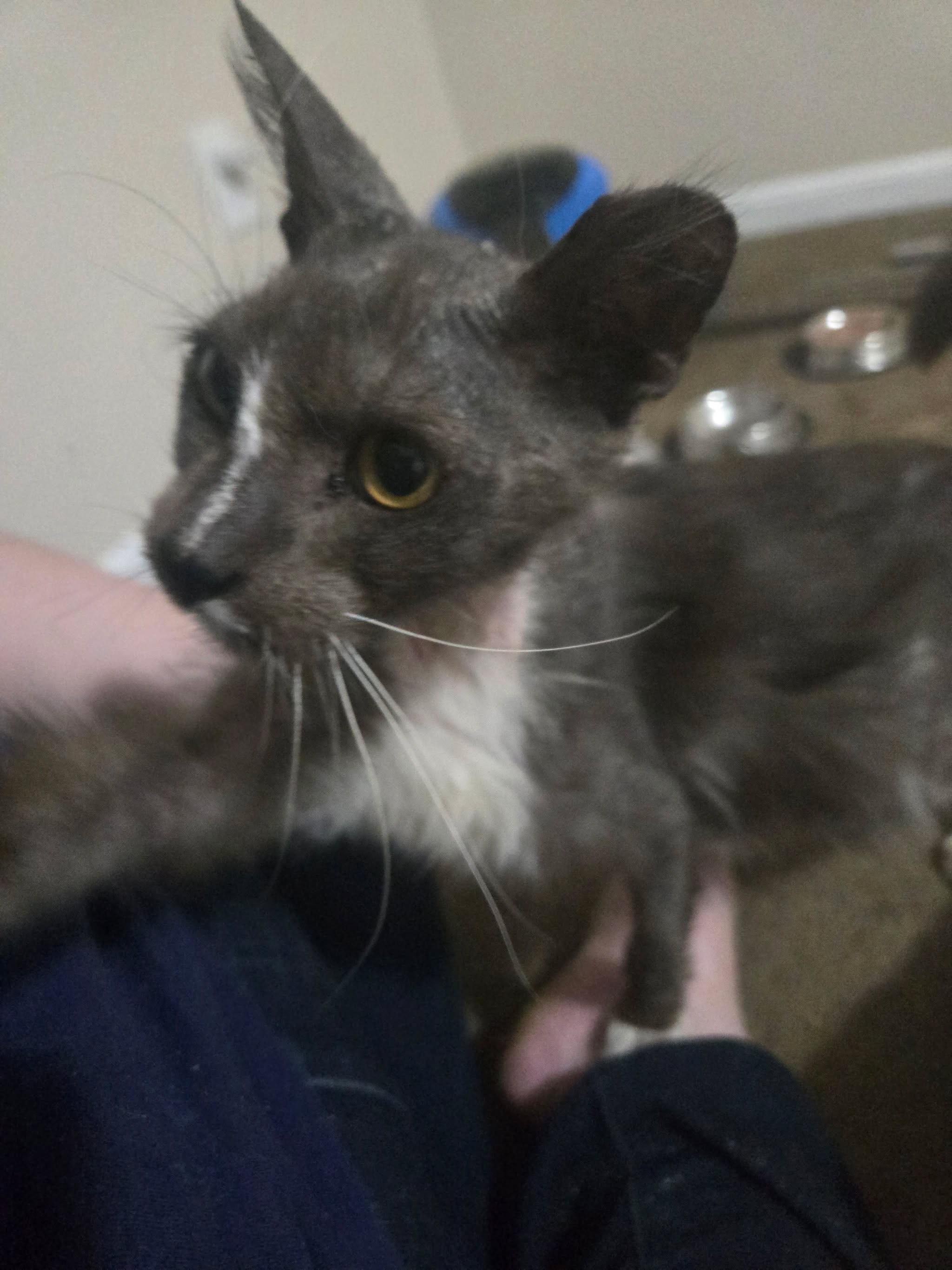 Enlarge Murphy felv HOSPICE ADOPT or FOSTER, a Adoptable Domestic Medium Hair in Canal Fulton, OH image 2/3