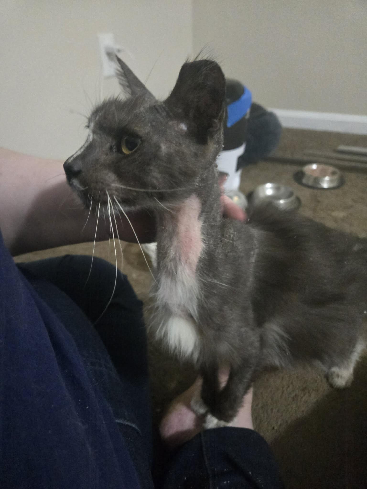 Enlarge Murphy felv HOSPICE ADOPT or FOSTER, a Adoptable Domestic Medium Hair in Canal Fulton, OH image 3/3