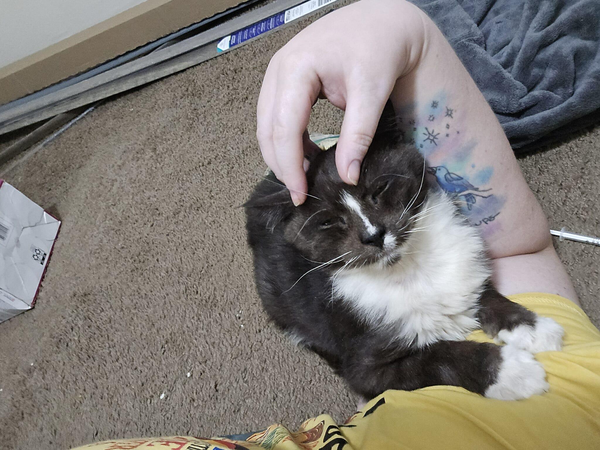 Murphy felv+, a Adoptable Domestic Medium Hair in Canal Fulton, OH image 3/6