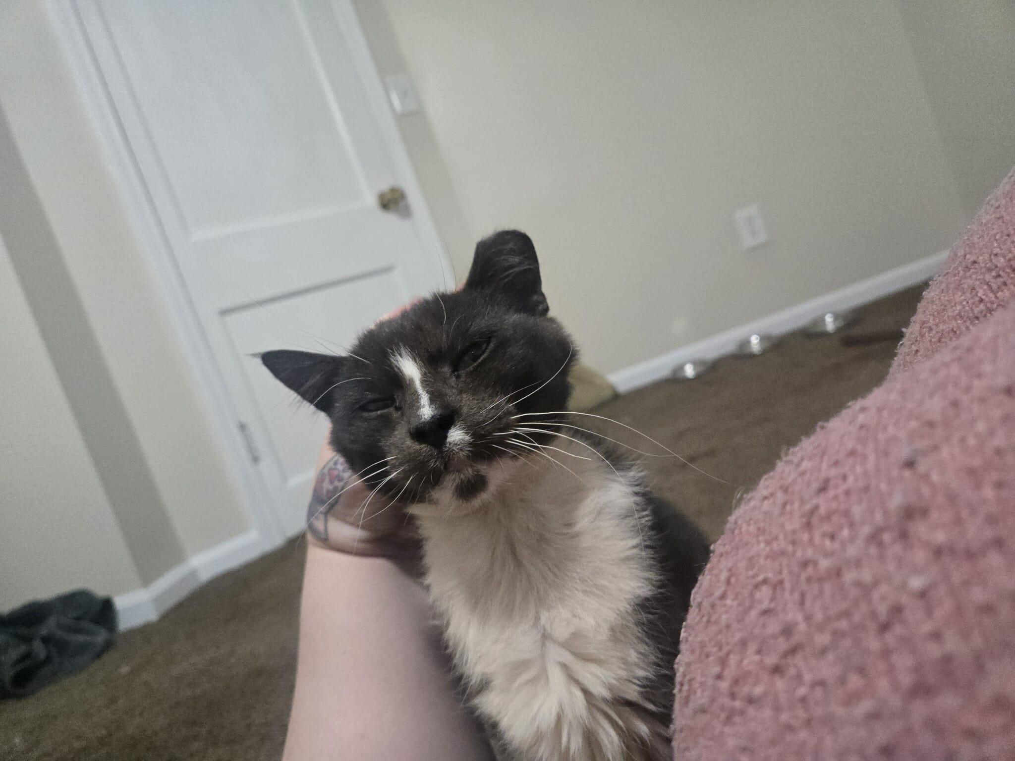 Murphy felv+, a Adoptable Domestic Medium Hair in Canal Fulton, OH image 4/6