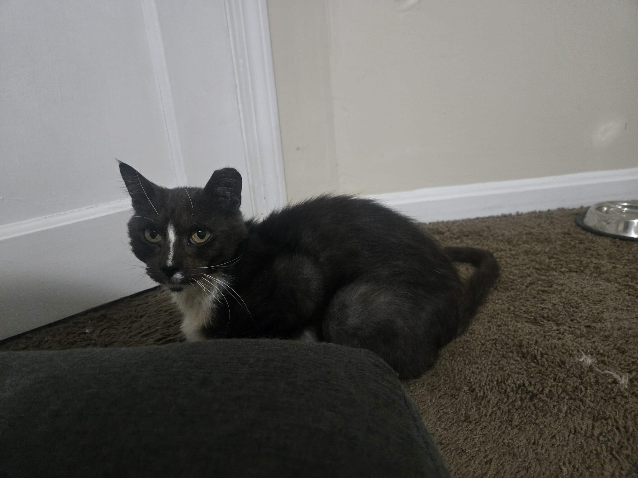 Murphy felv+, a Adoptable Domestic Medium Hair in Canal Fulton, OH image 5/6