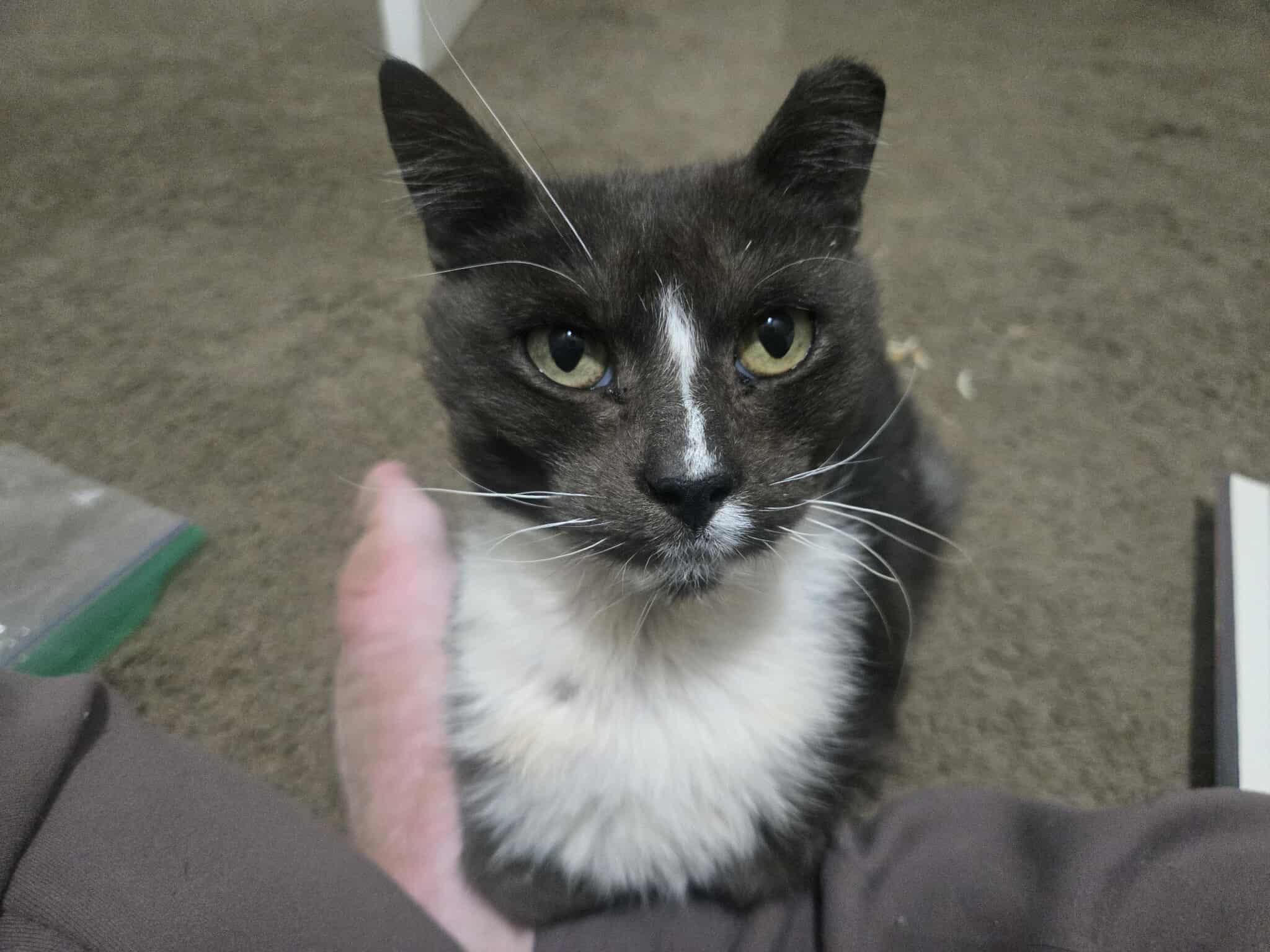 Murphy felv+, a Adoptable Domestic Medium Hair in Canal Fulton, OH image 2/6