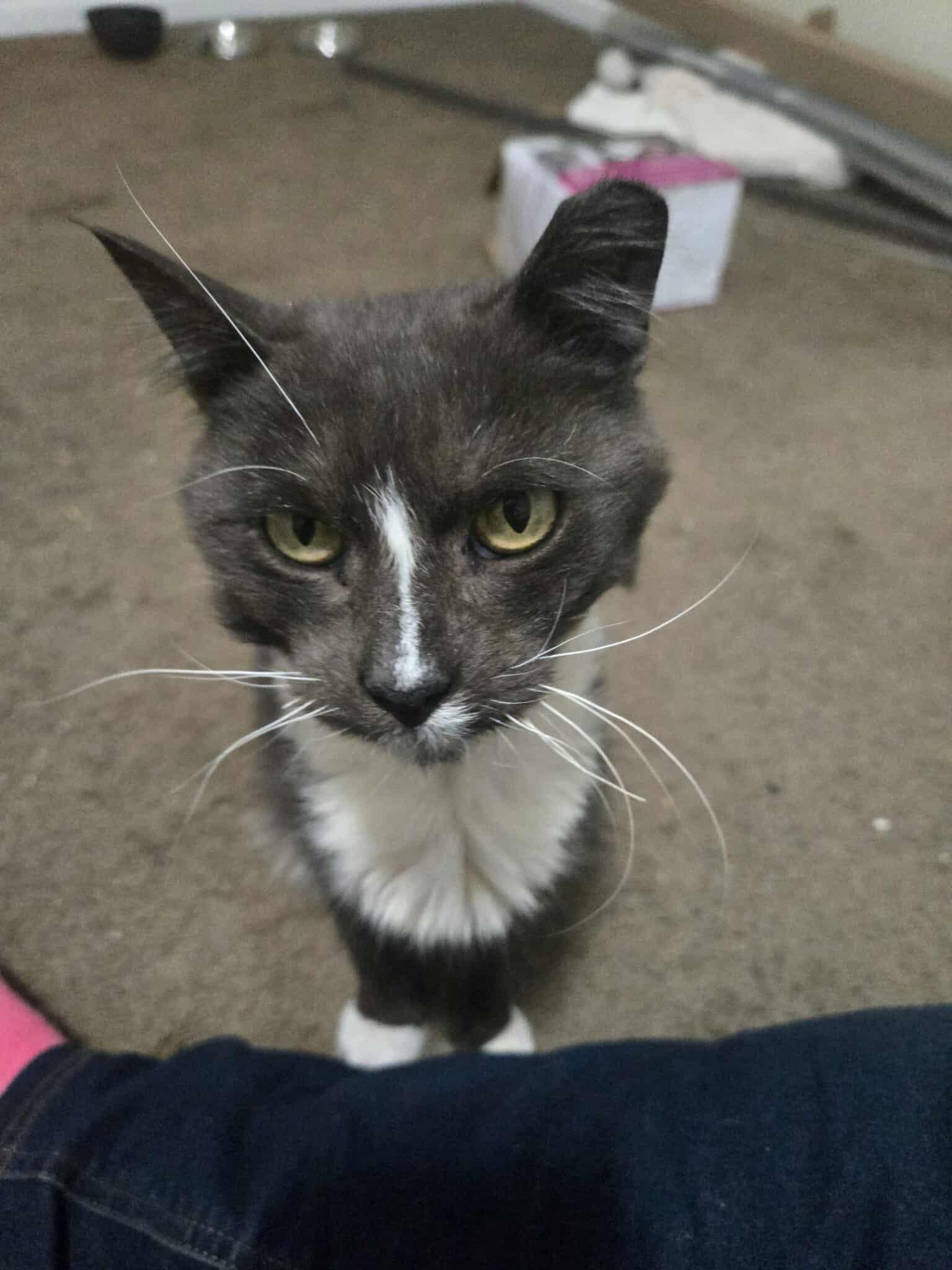 Murphy felv+, a Adoptable Domestic Medium Hair in Canal Fulton, OH image 6/6