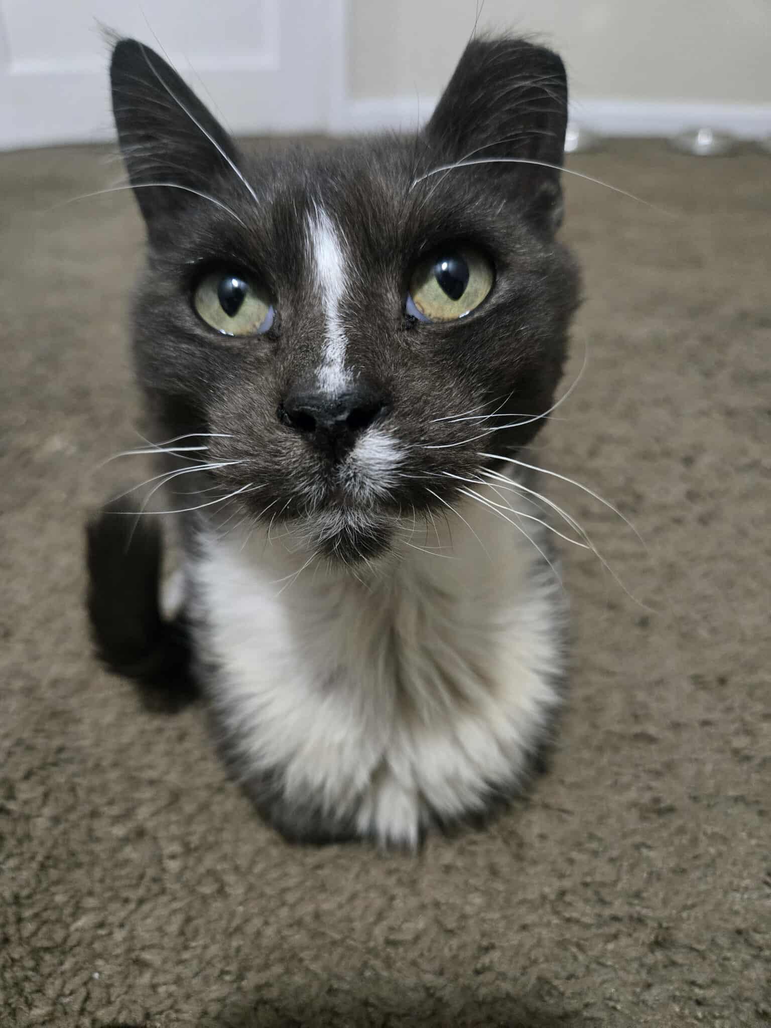 Murphy felv+, Adoptable, Young Male Domestic Medium Hair.