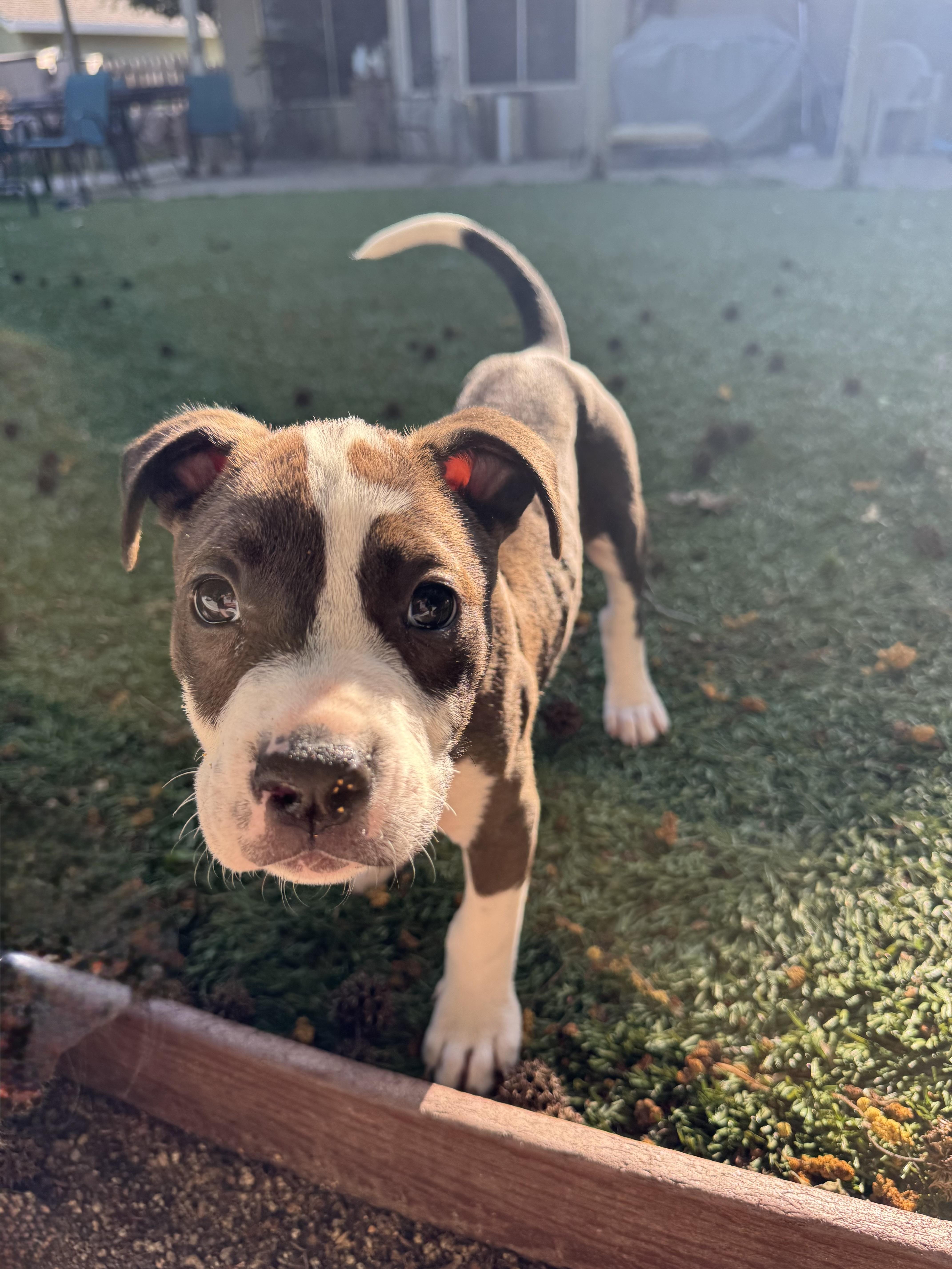 Enlarge Bruiser, a ADOPTABLE mixed breed in Lincoln, CA image 2/4