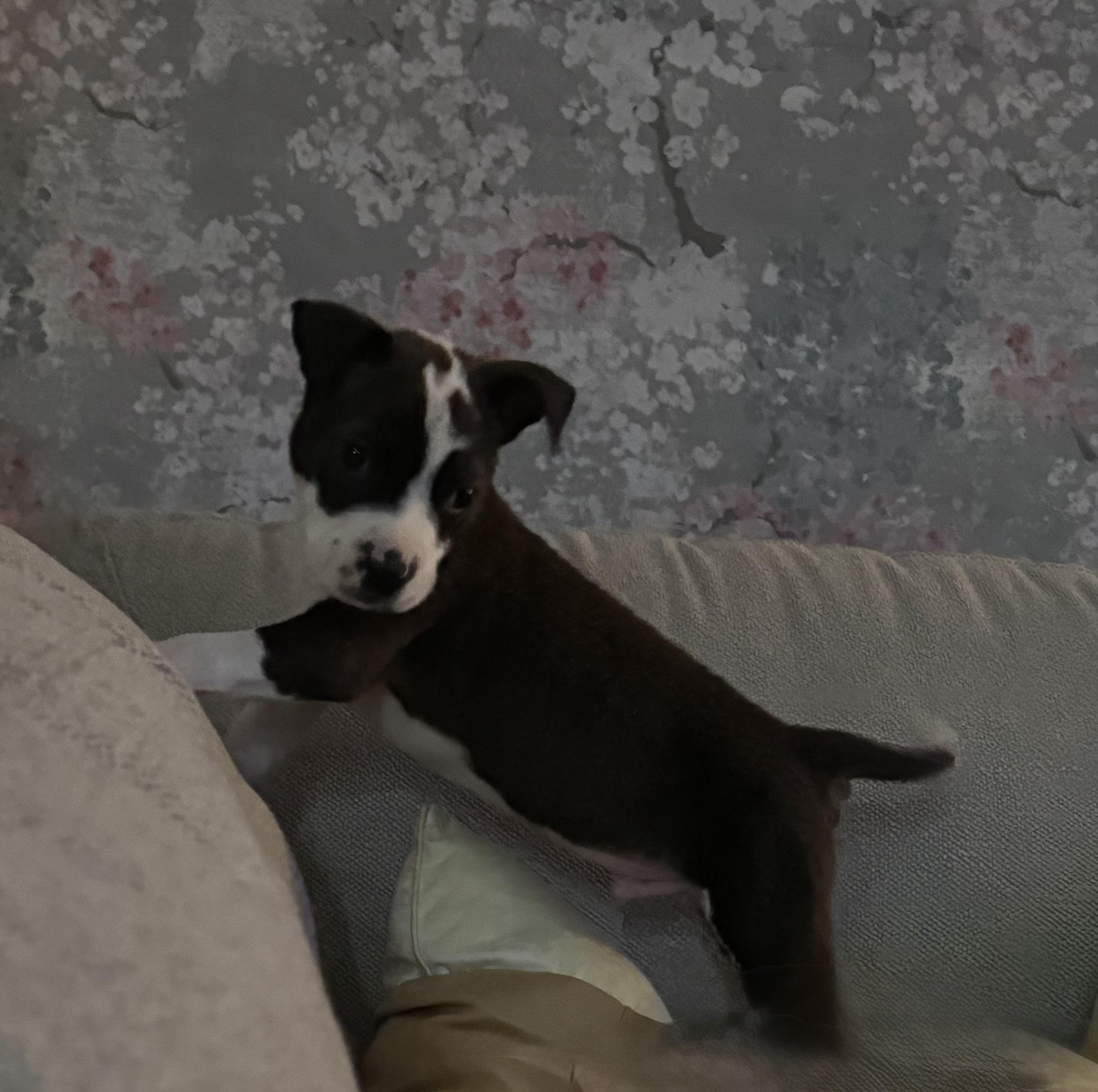 Enlarge Bruiser, a ADOPTABLE mixed breed in Lincoln, CA image 4/4