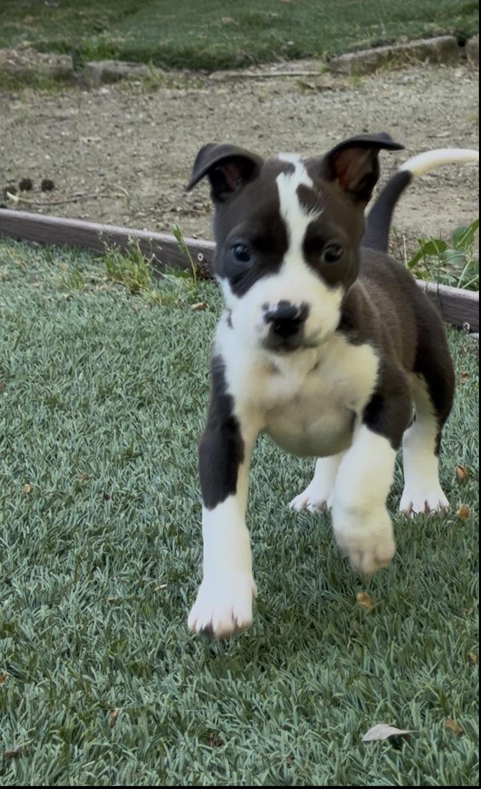 Enlarge Bruiser, a ADOPTABLE mixed breed in Lincoln, CA image 3/4