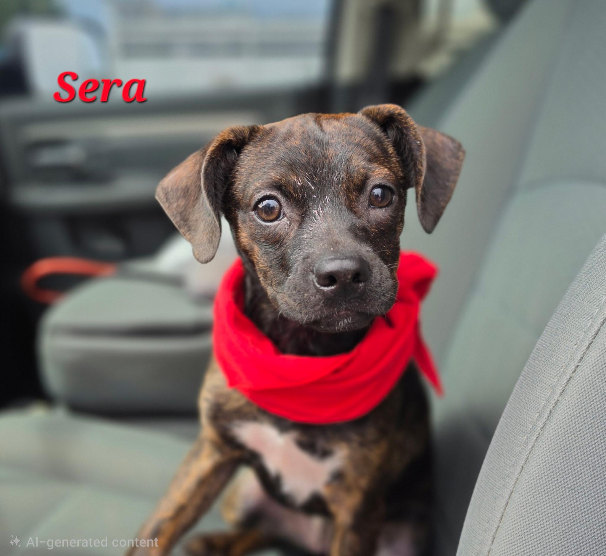 Enlarge Sera, a ADOPTABLE mixed breed in Medfield, MA image 3/5