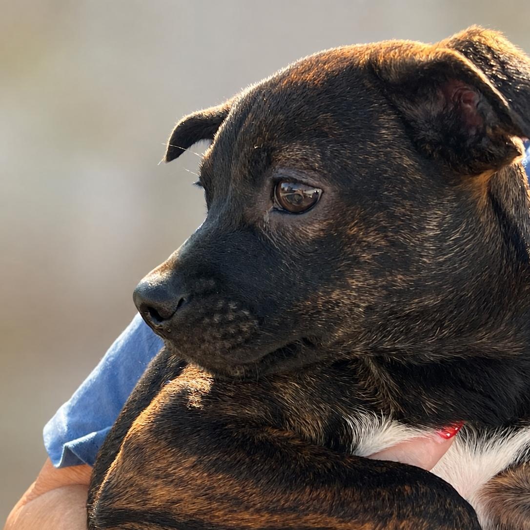 Enlarge Sera, a ADOPTABLE mixed breed in Medfield, MA image 2/5