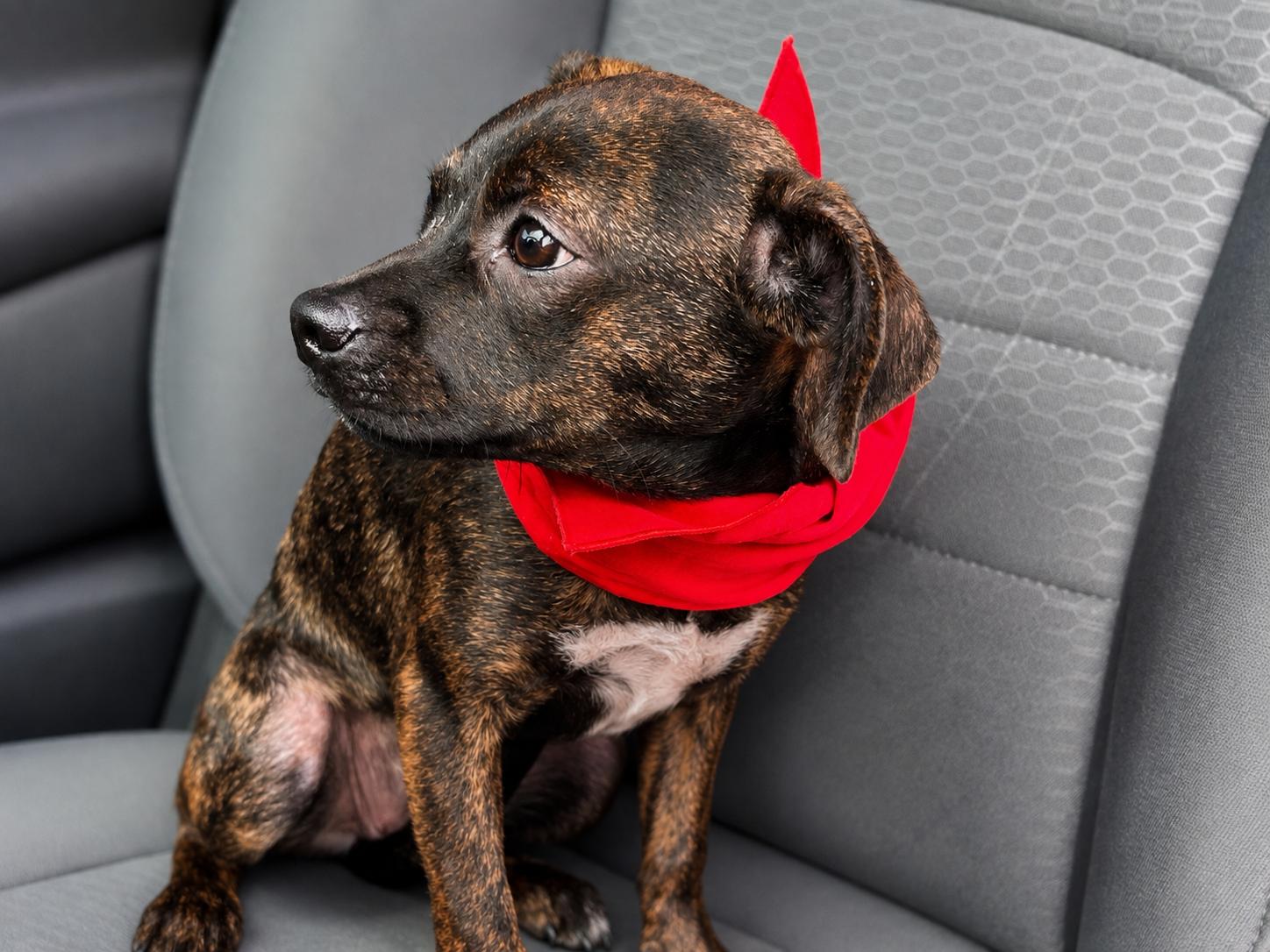 Enlarge Sera, a ADOPTABLE mixed breed in Medfield, MA image 4/5