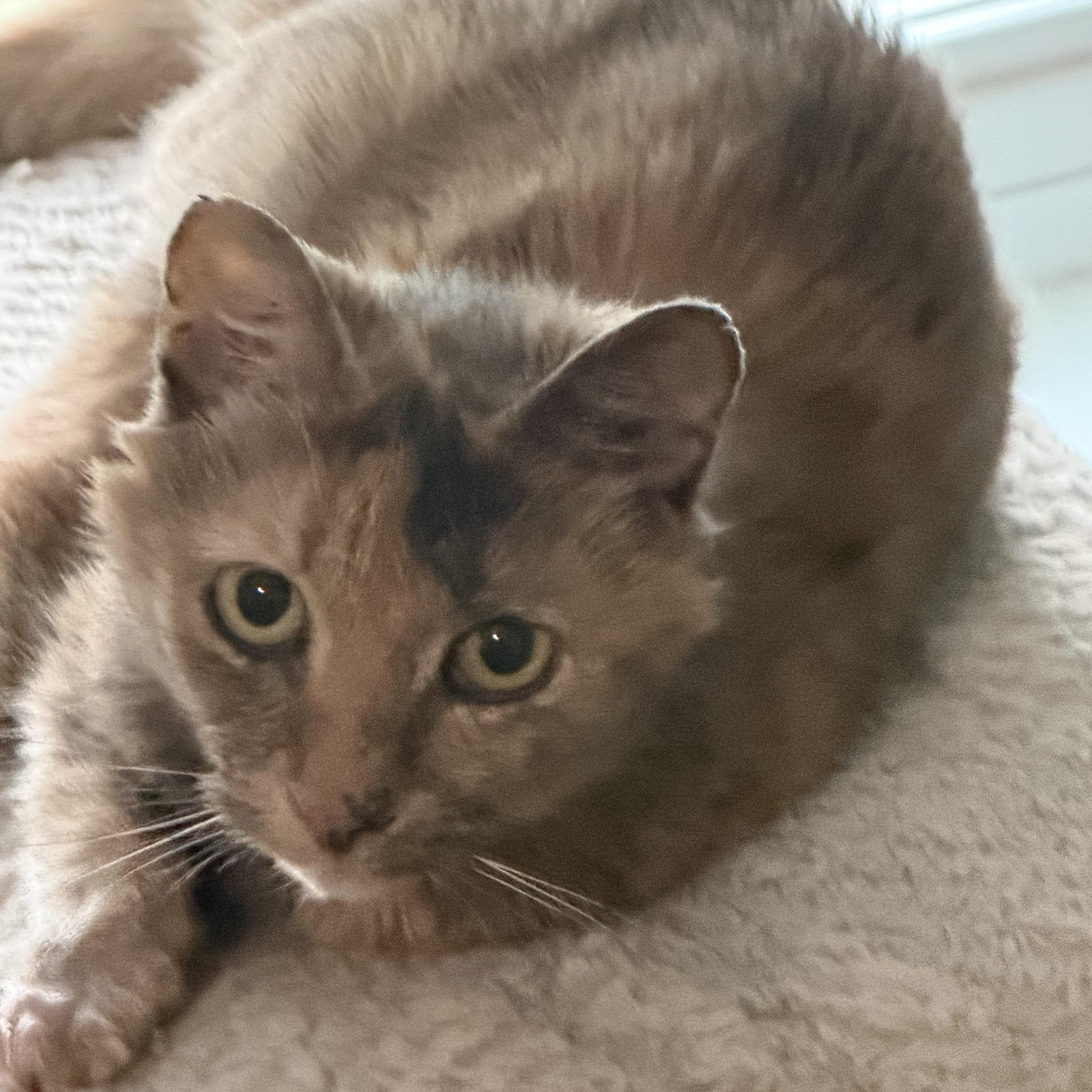 Grandmaw Amalia, a Adoptable Dilute Calico in Charlotte, NC image 2/6