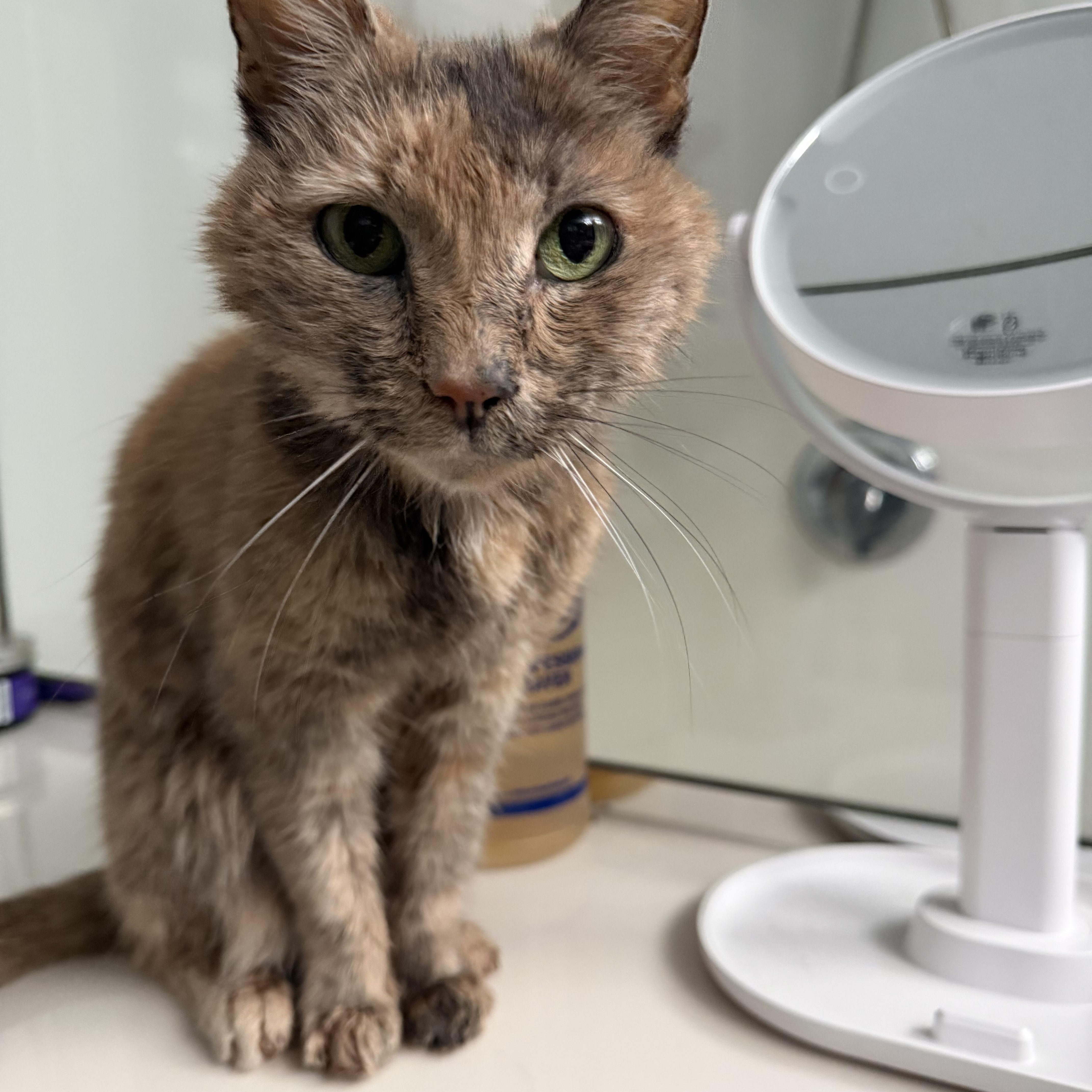 Grandmaw Amalia, a Adoptable Dilute Calico in Charlotte, NC image 3/6