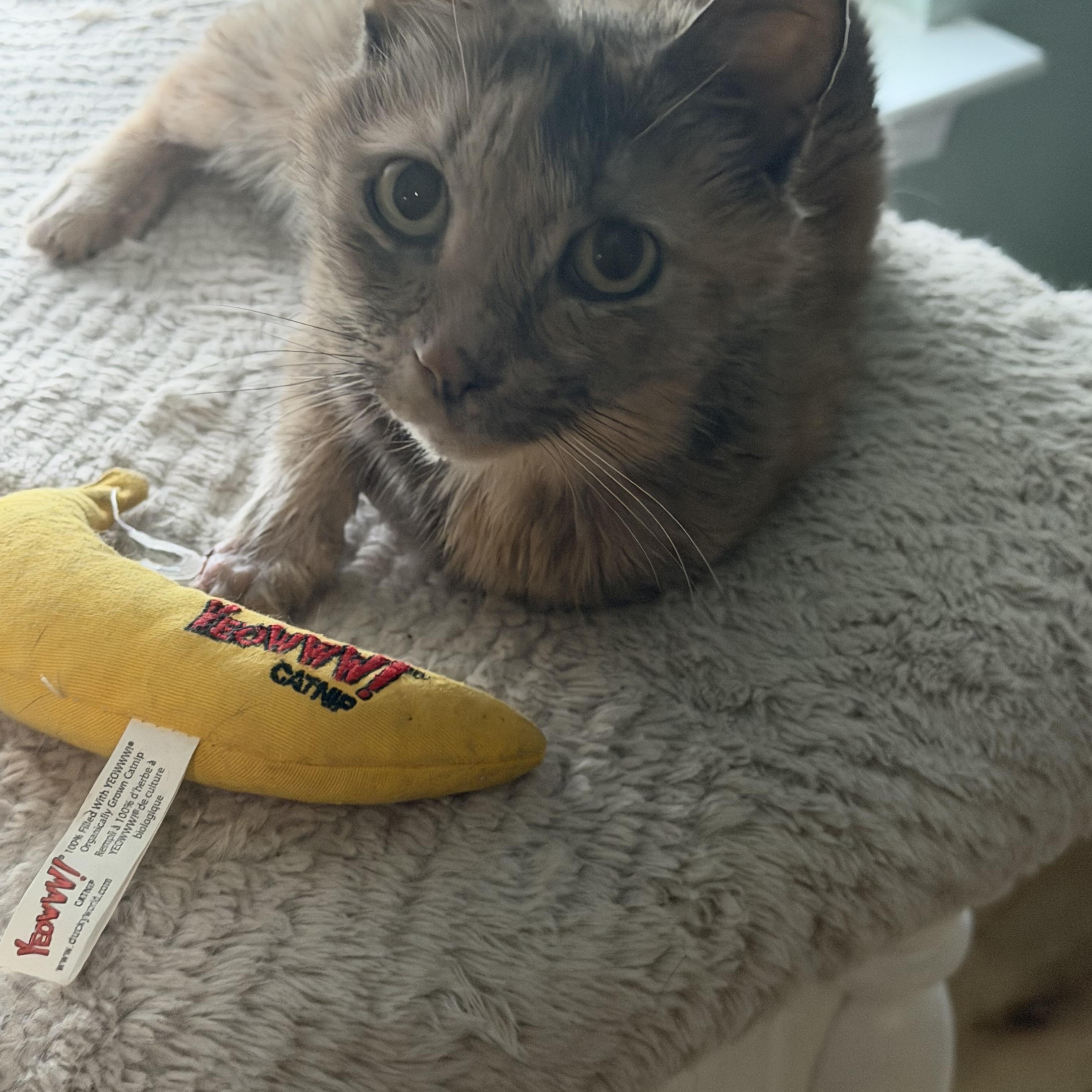 Grandmaw Amalia, a Adoptable Dilute Calico in Charlotte, NC image 5/6