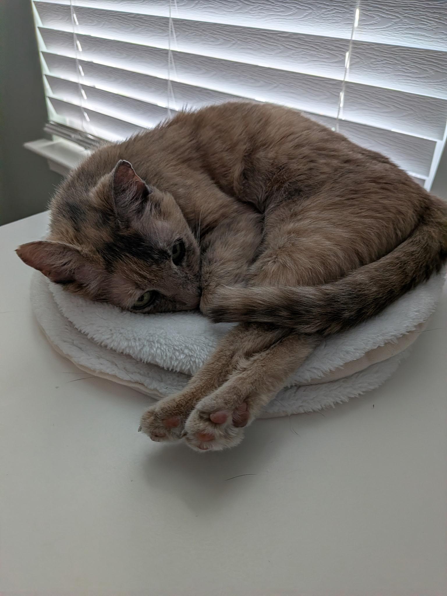 Grandmaw Amalia, a Adoptable Dilute Calico in Charlotte, NC image 1/6