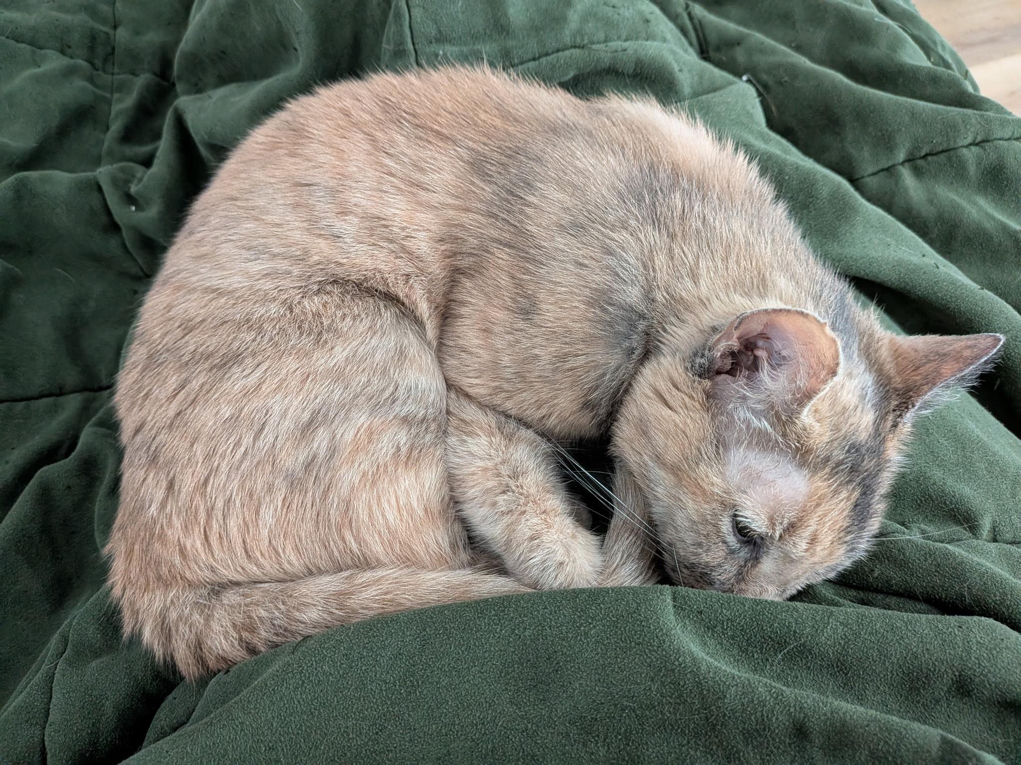 Grandmaw Amalia, a Adoptable Dilute Calico in Charlotte, NC image 6/6