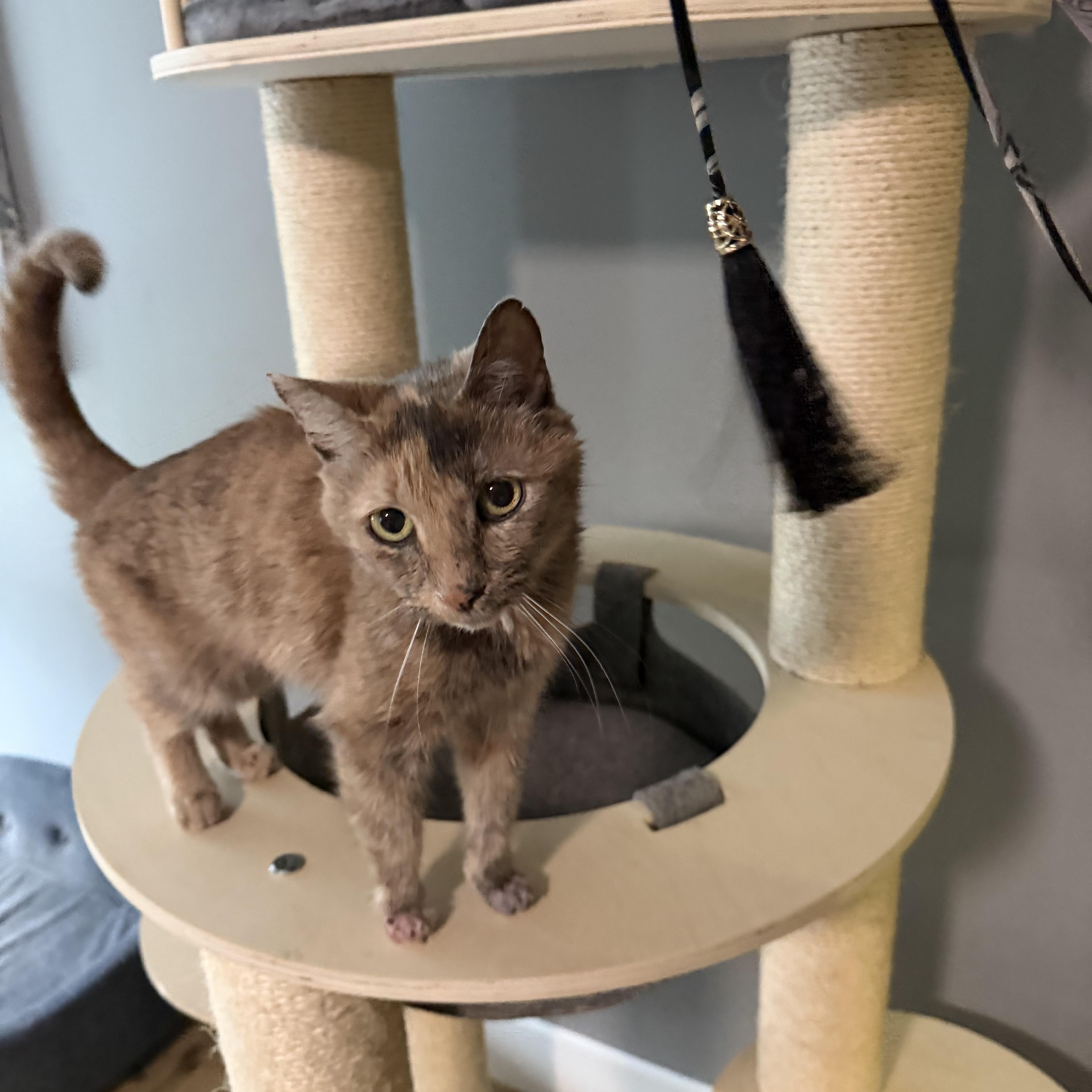 Grandmaw Amalia, a Adoptable Dilute Calico in Charlotte, NC image 4/6
