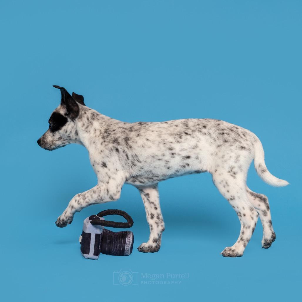 Mia, Adoptable, Puppy Female Border Collie.