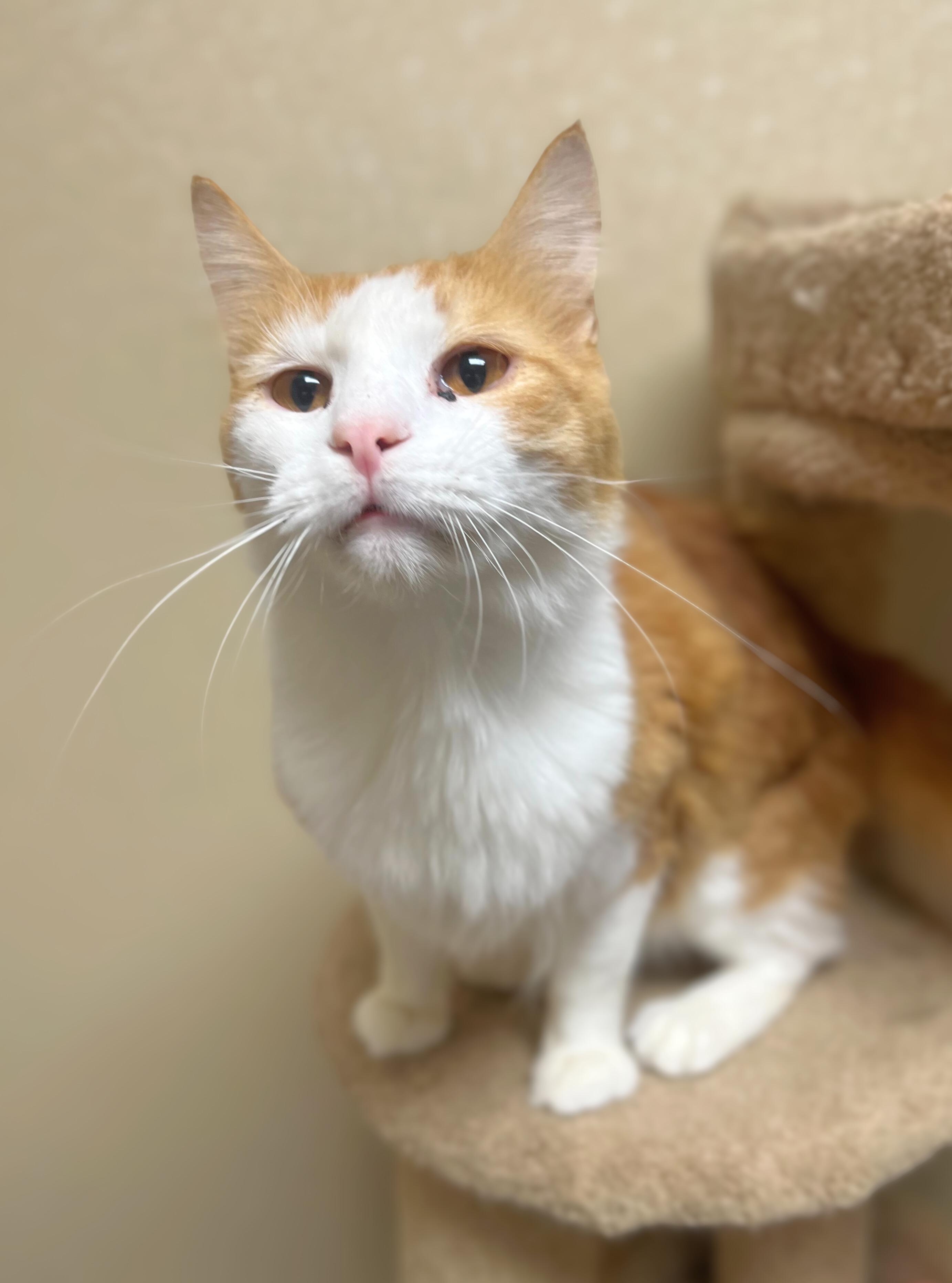 Jason, a Adoptable Domestic Medium Hair in Quincy, IL image 1/2