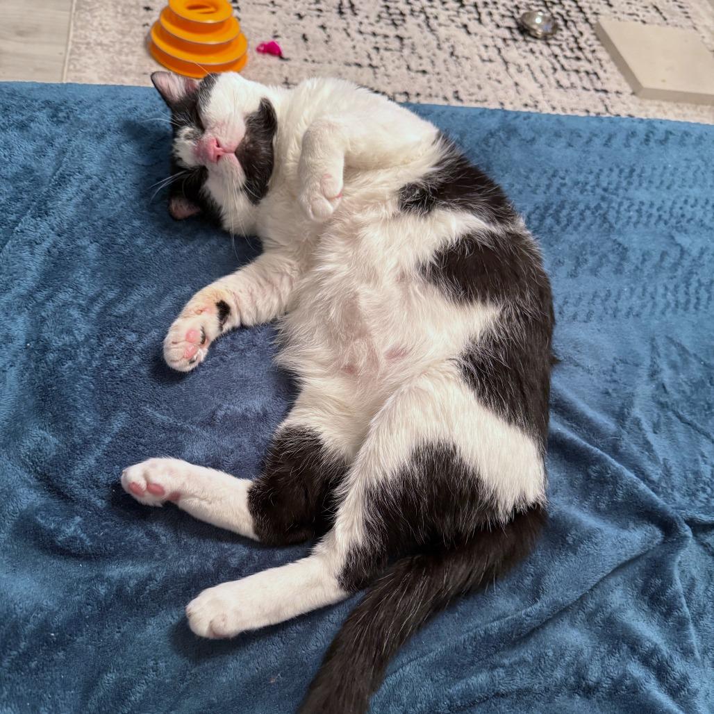 Enlarge Buster, a Adoptable Domestic Short Hair in Arlington, VA image 5/6