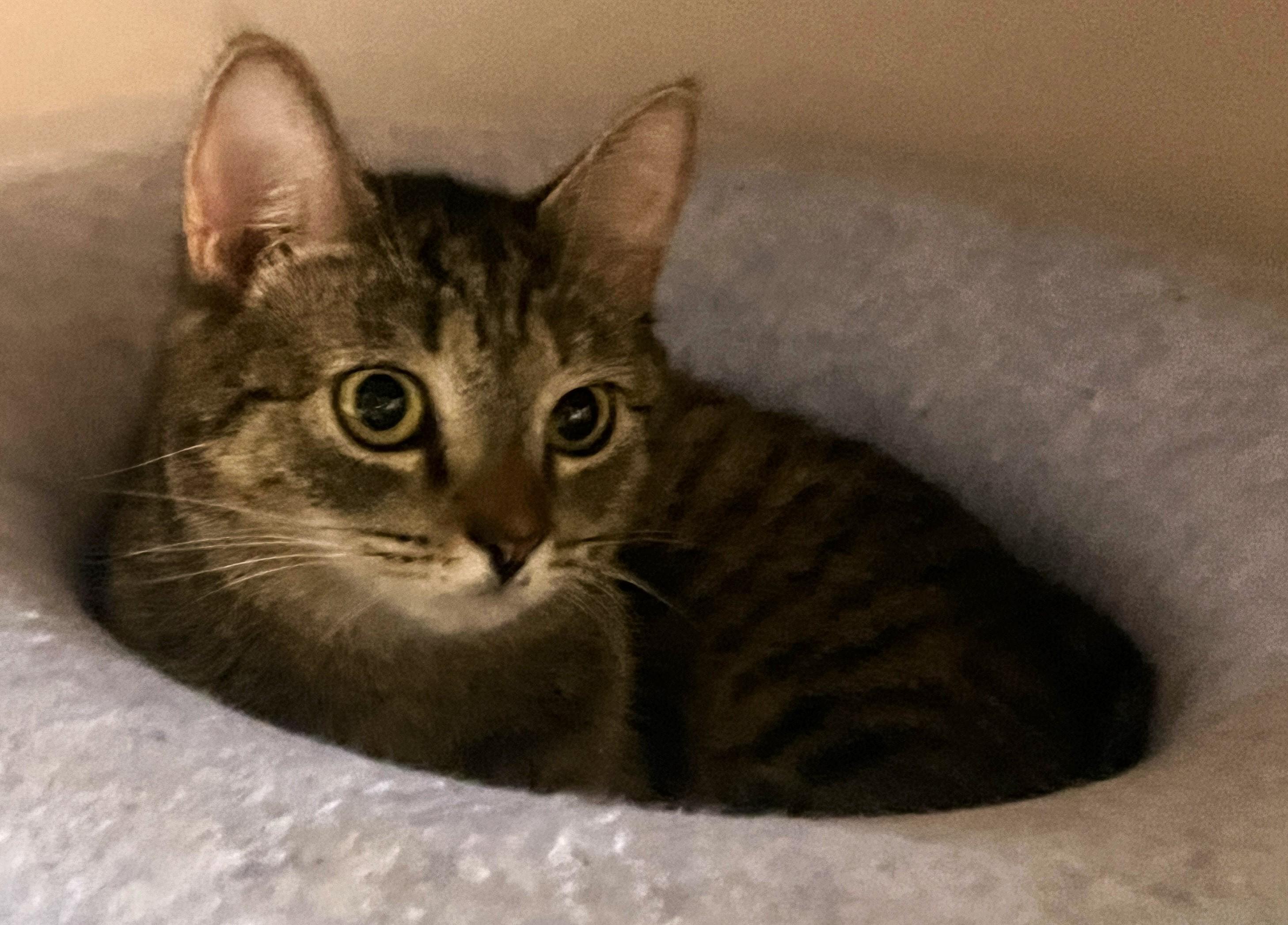 SABRINA, Young Female unknown