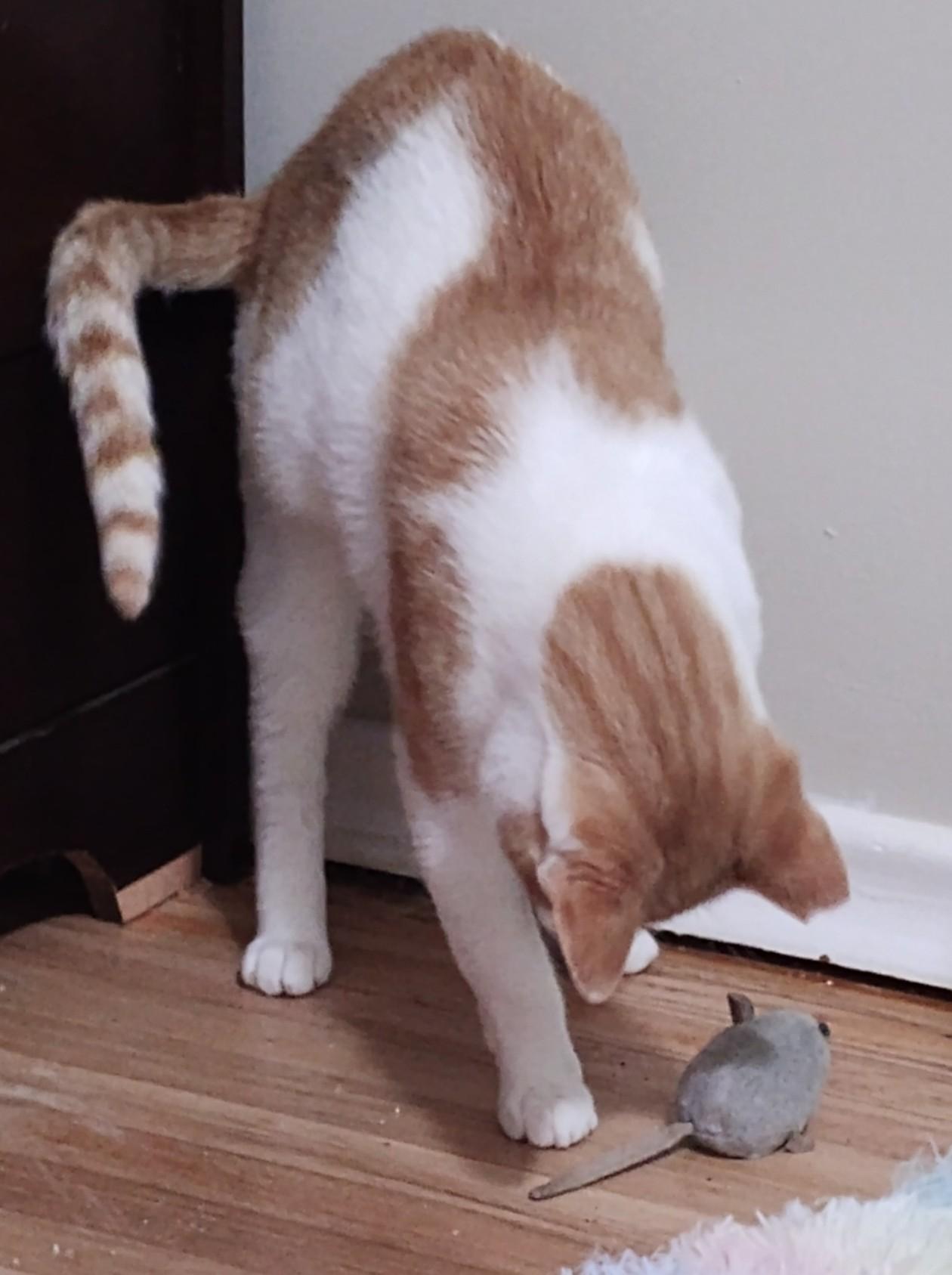 Rosie, Adoptable, Adult Female Domestic Short Hair.