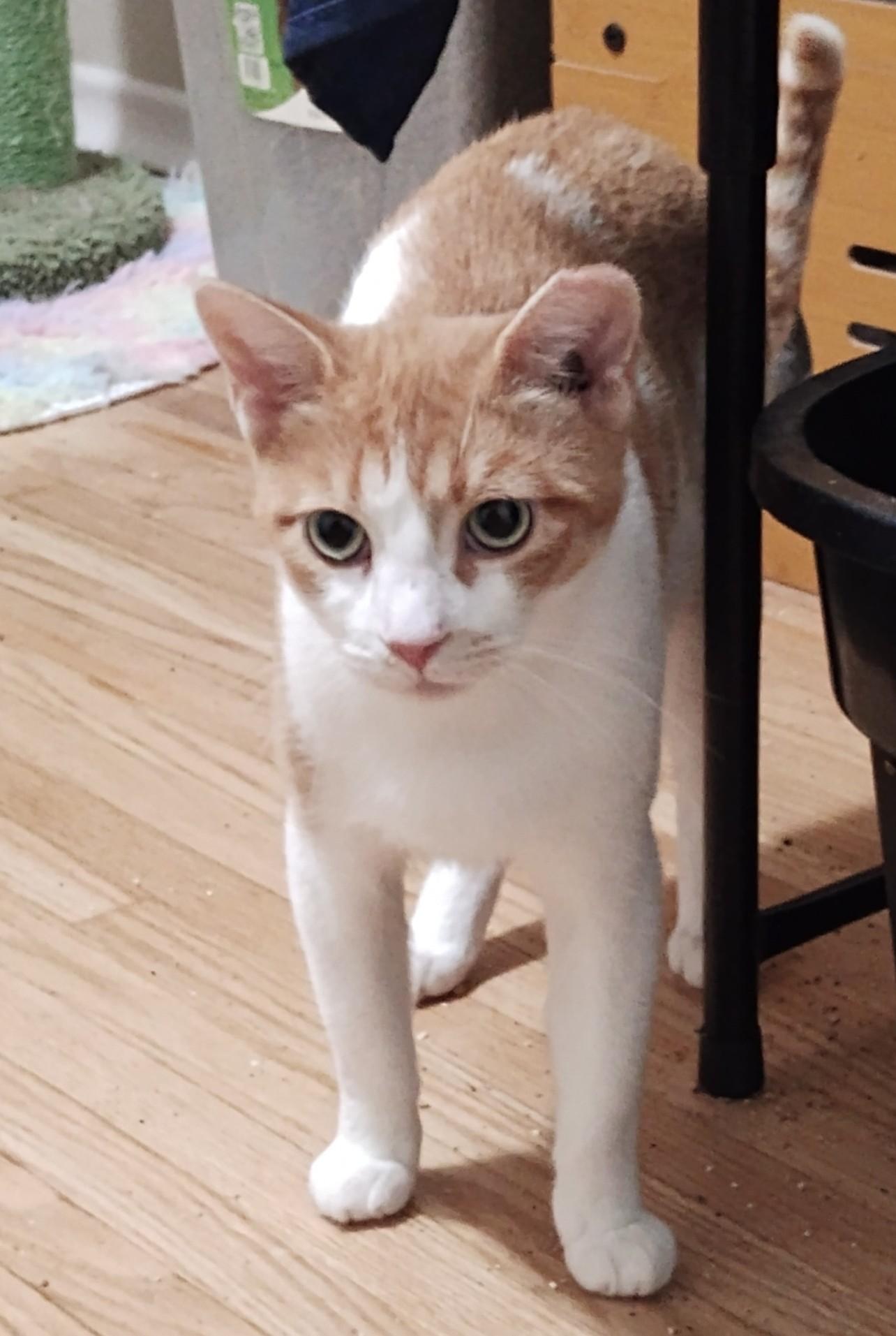 Rosie, a Adoptable Domestic Short Hair in Hamilton, ON image 2/4