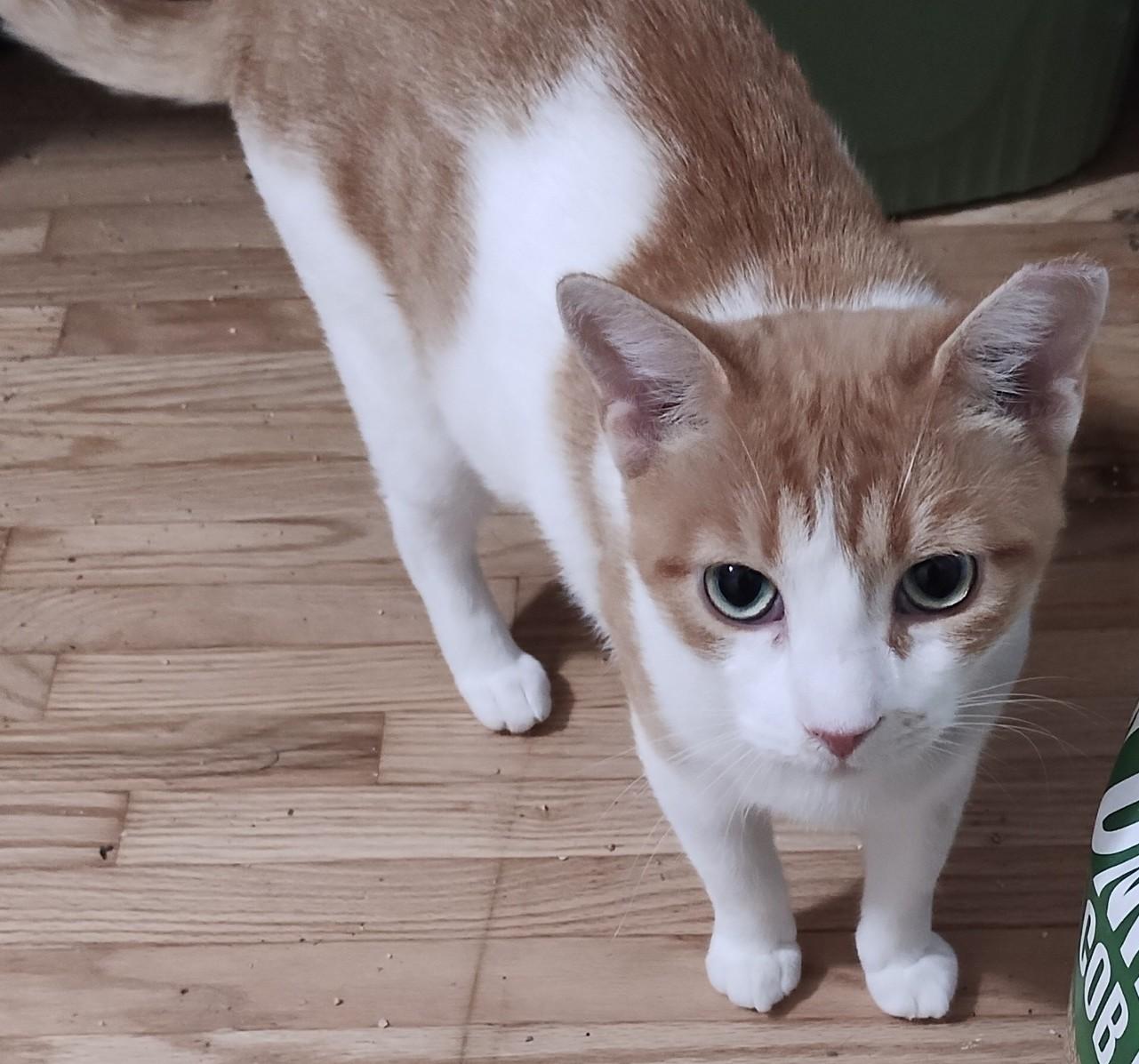 Rosie, a Adoptable Domestic Short Hair in Hamilton, ON image 3/4