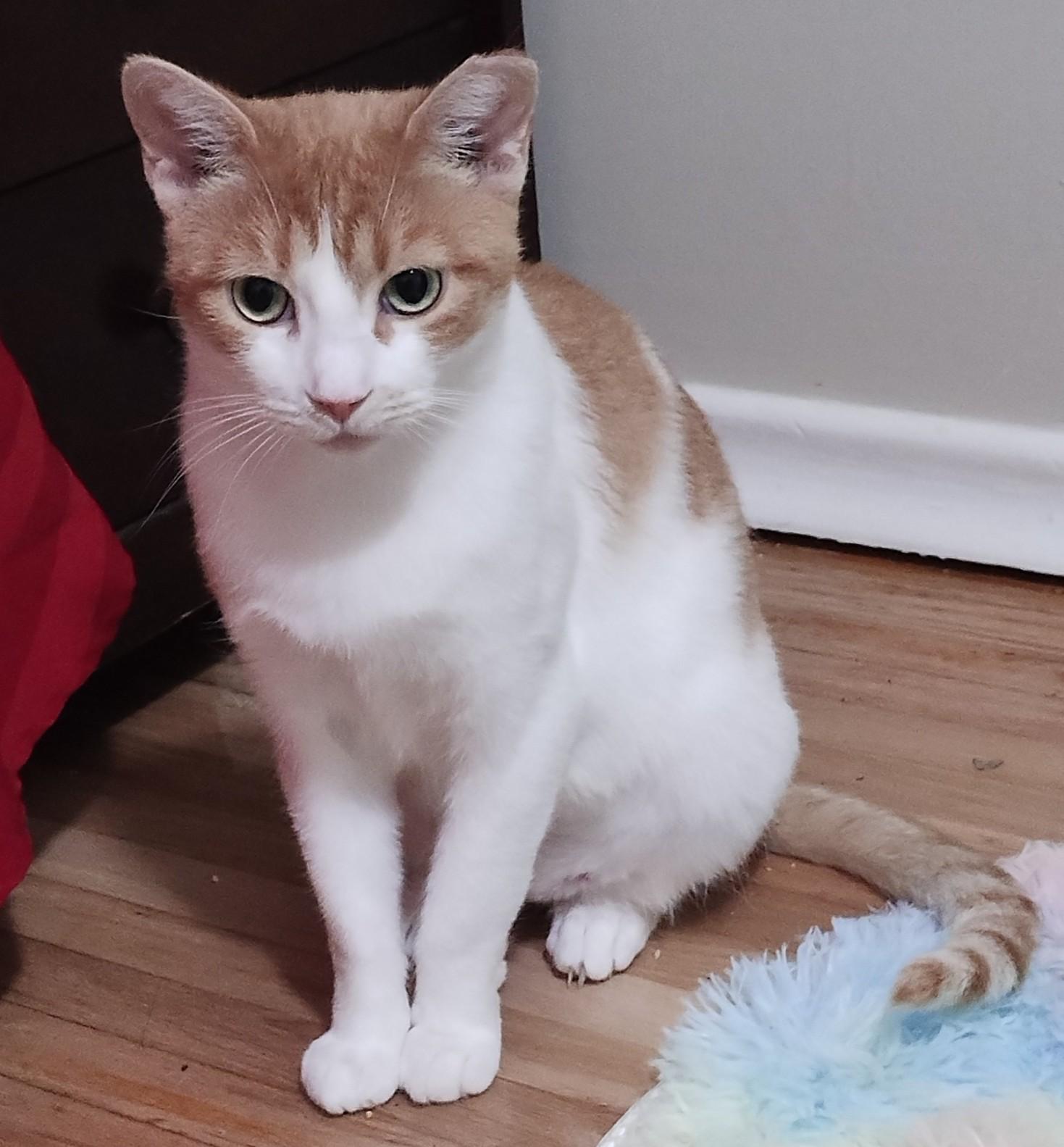 Rosie, a Adoptable Domestic Short Hair in Hamilton, ON image 4/4