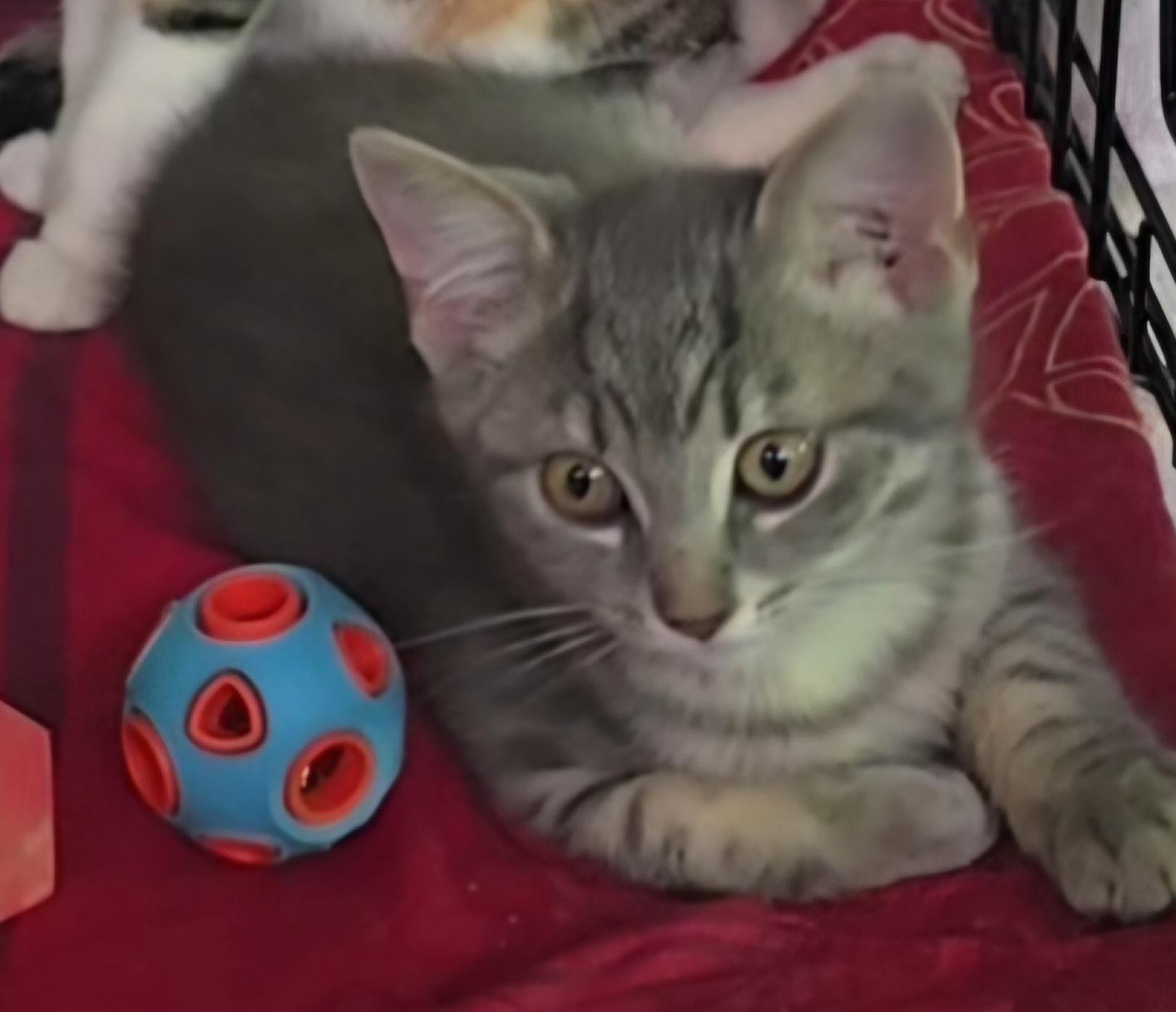 Enlarge Arya, an adoptable Domestic Short Hair in Stevensville, ON image 2/2