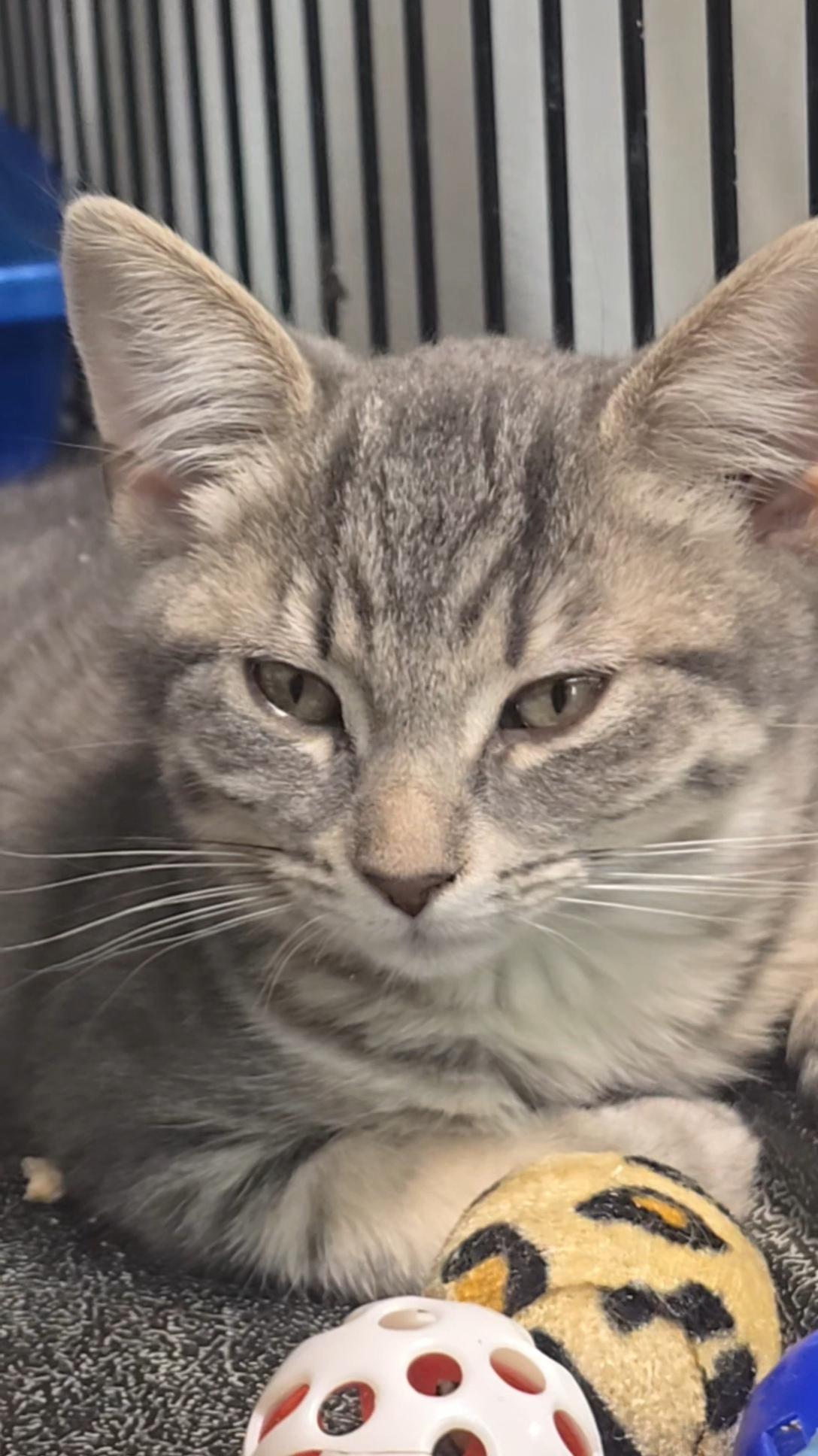 Arya, adoptable, Young Female Domestic Short Hair.