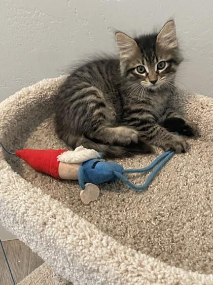 Lucas, Adoptable, Kitten Male Domestic Medium Hair & Domestic Short Hair.