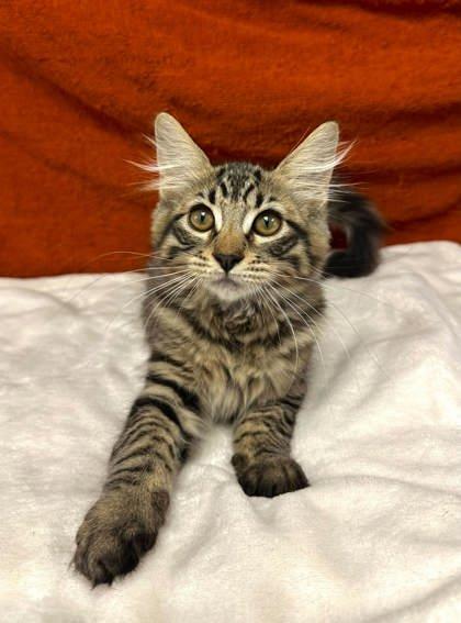 Lucas, a Adoptable mixed breed in Visalia, CA image 2/3