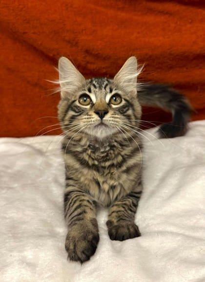 Lucas, a Adoptable mixed breed in Visalia, CA image 3/3