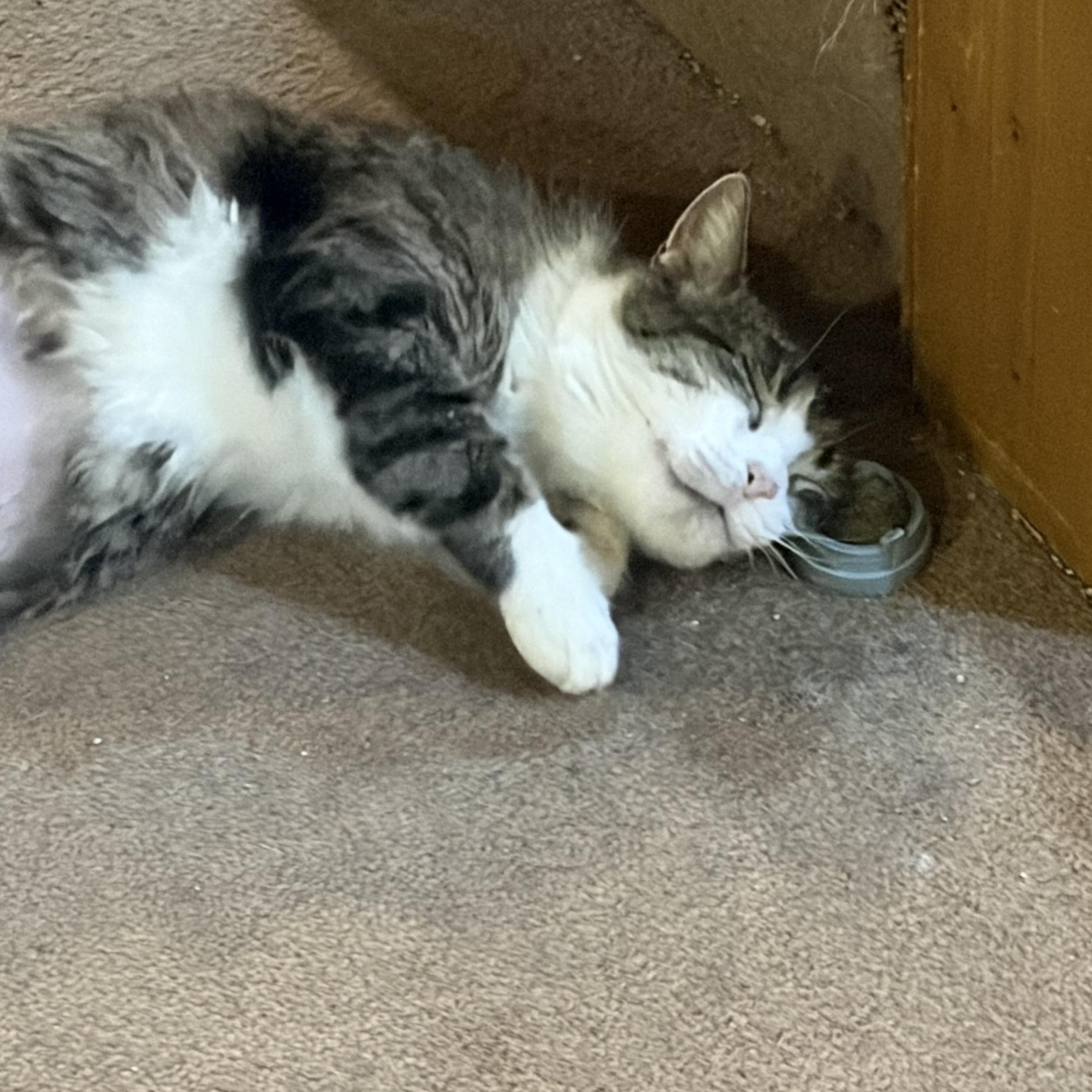 Butterscotch, a ADOPTABLE Domestic Short Hair in Mineral Point, WI image 2/5