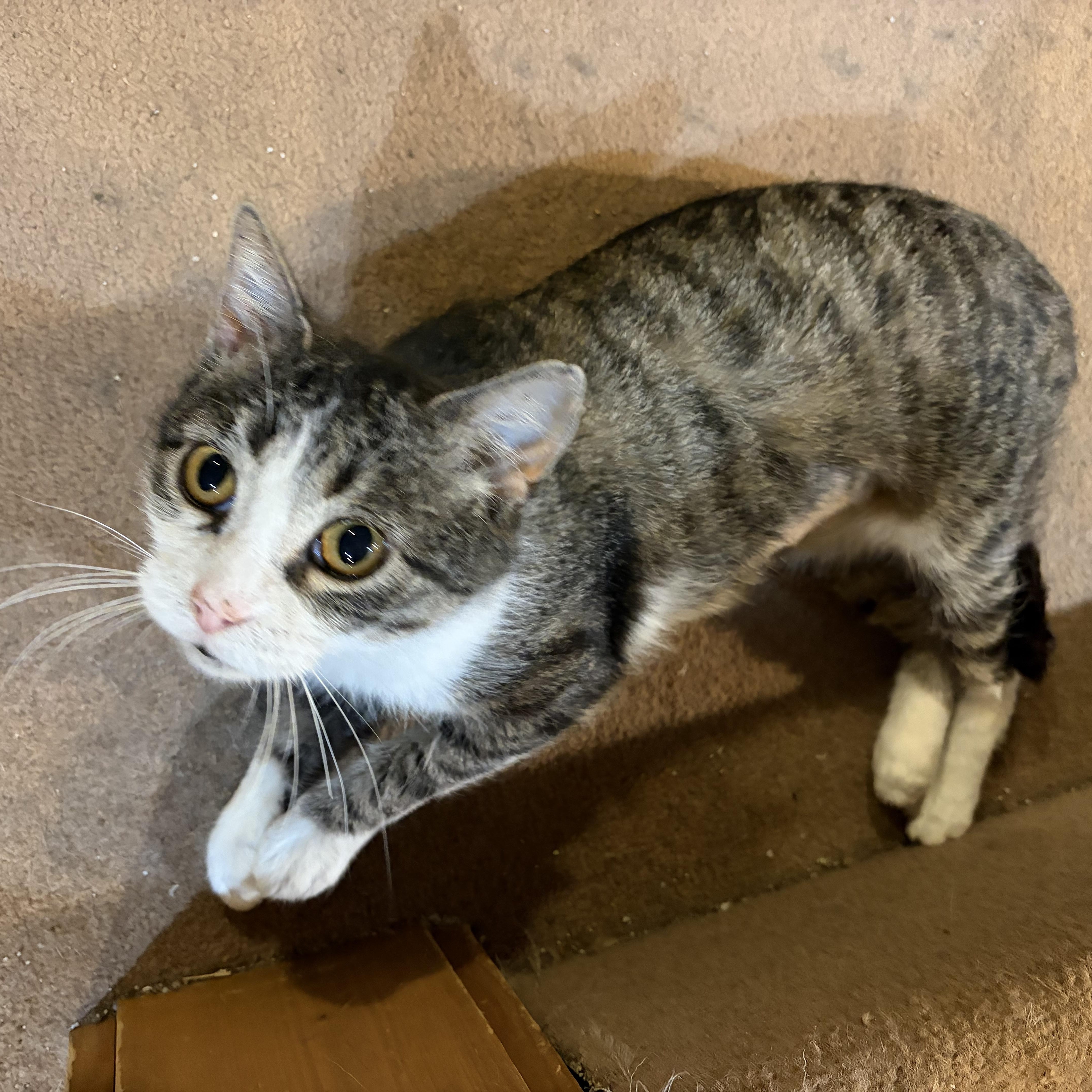 Butterscotch, a ADOPTABLE Domestic Short Hair in Mineral Point, WI image 5/5