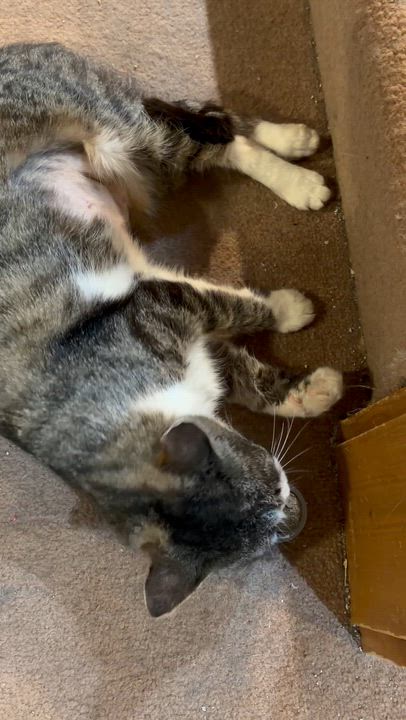 Enlarge Butterscotch, a ADOPTABLE Domestic Short Hair in Mineral Point, WI video 4/5