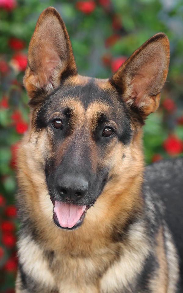 Sophie von Speicher, adopted, Young Female German Shepherd Dog.