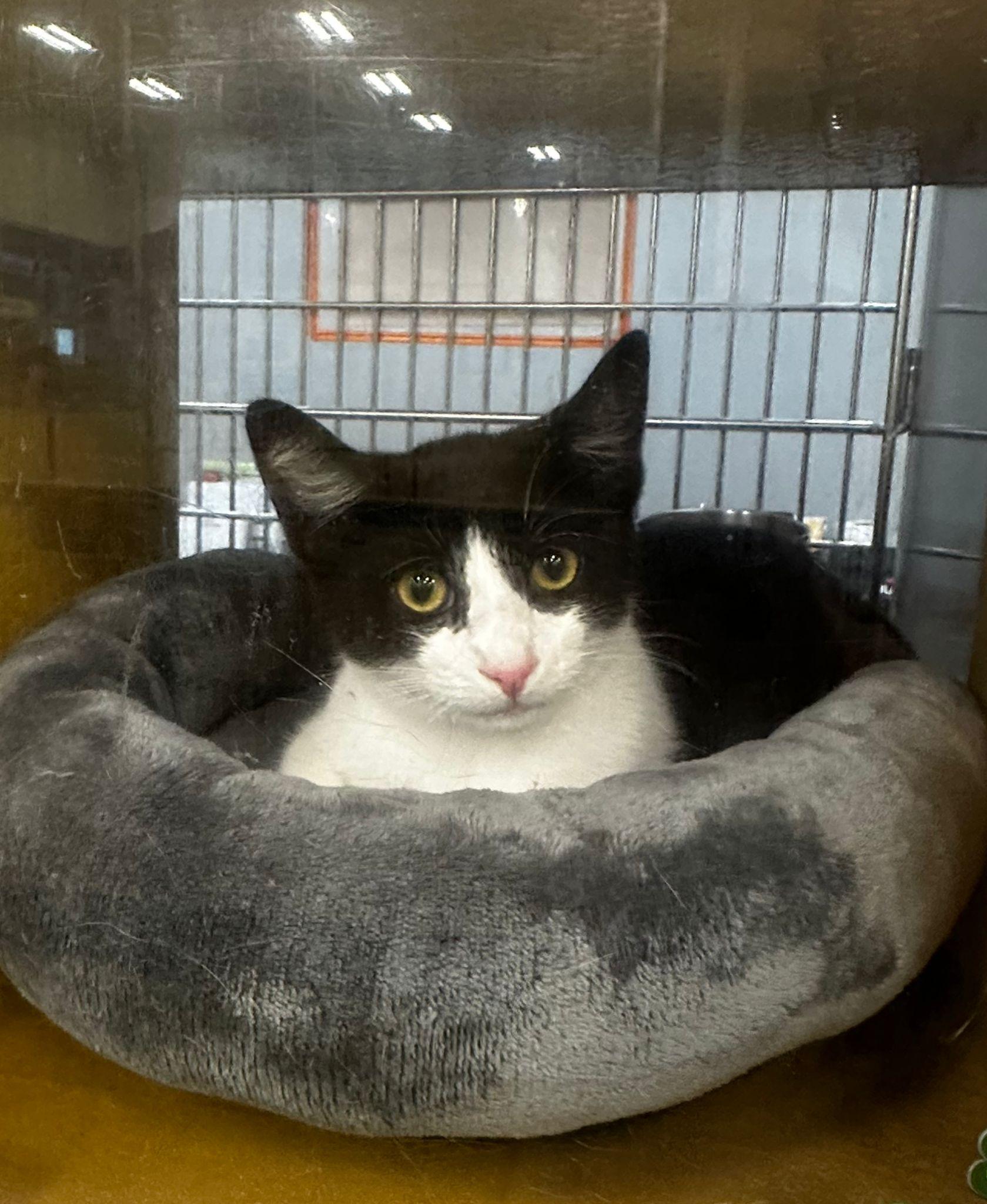 Chip, adopted, Young Male Domestic Short Hair.
