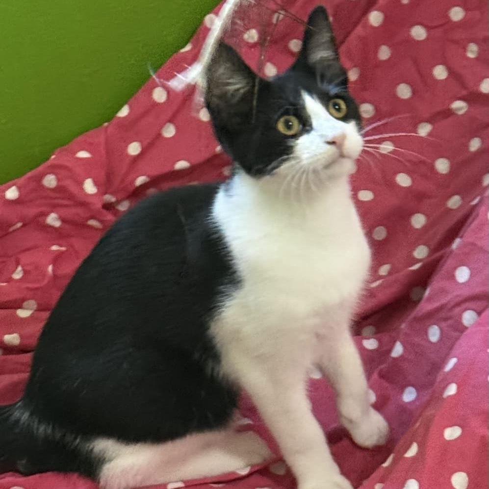 Enlarge Chip, an adopted Domestic Short Hair in Miami, FL image 2/2