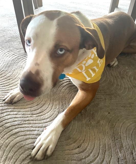 SKYE, Adoptable, Young Female Pit Bull Terrier.